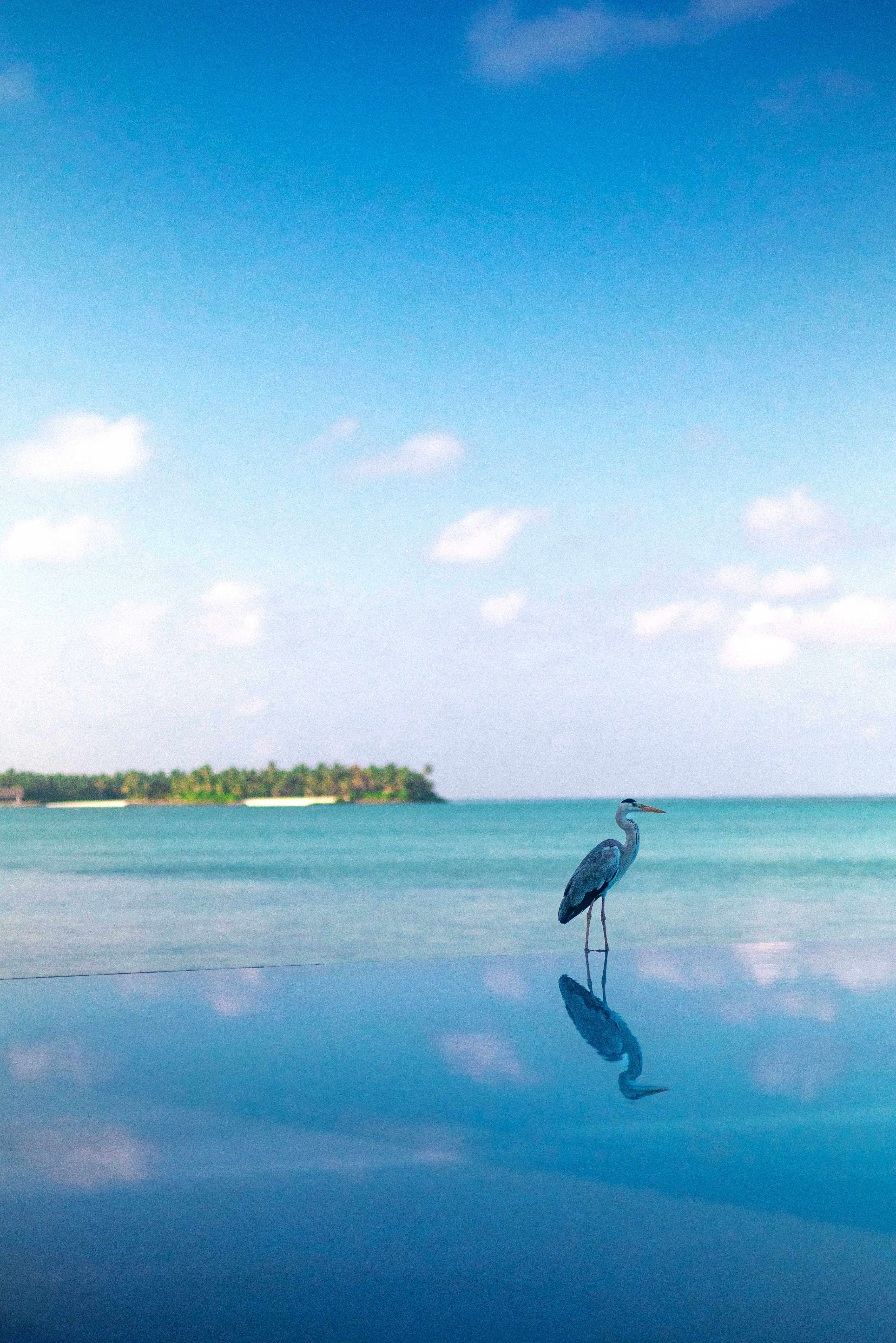 Heron, Summer Island Maldives