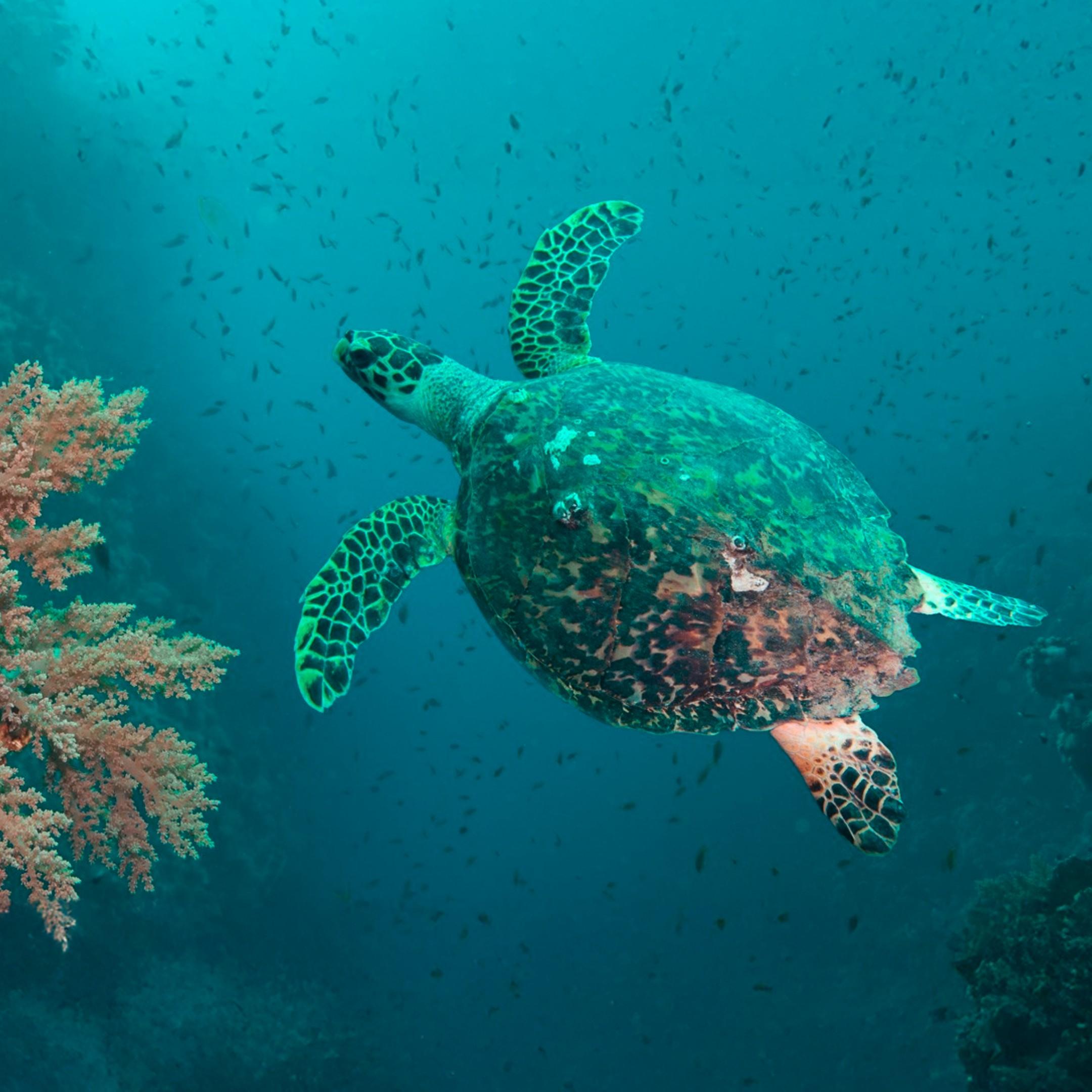 Turtle.jpg