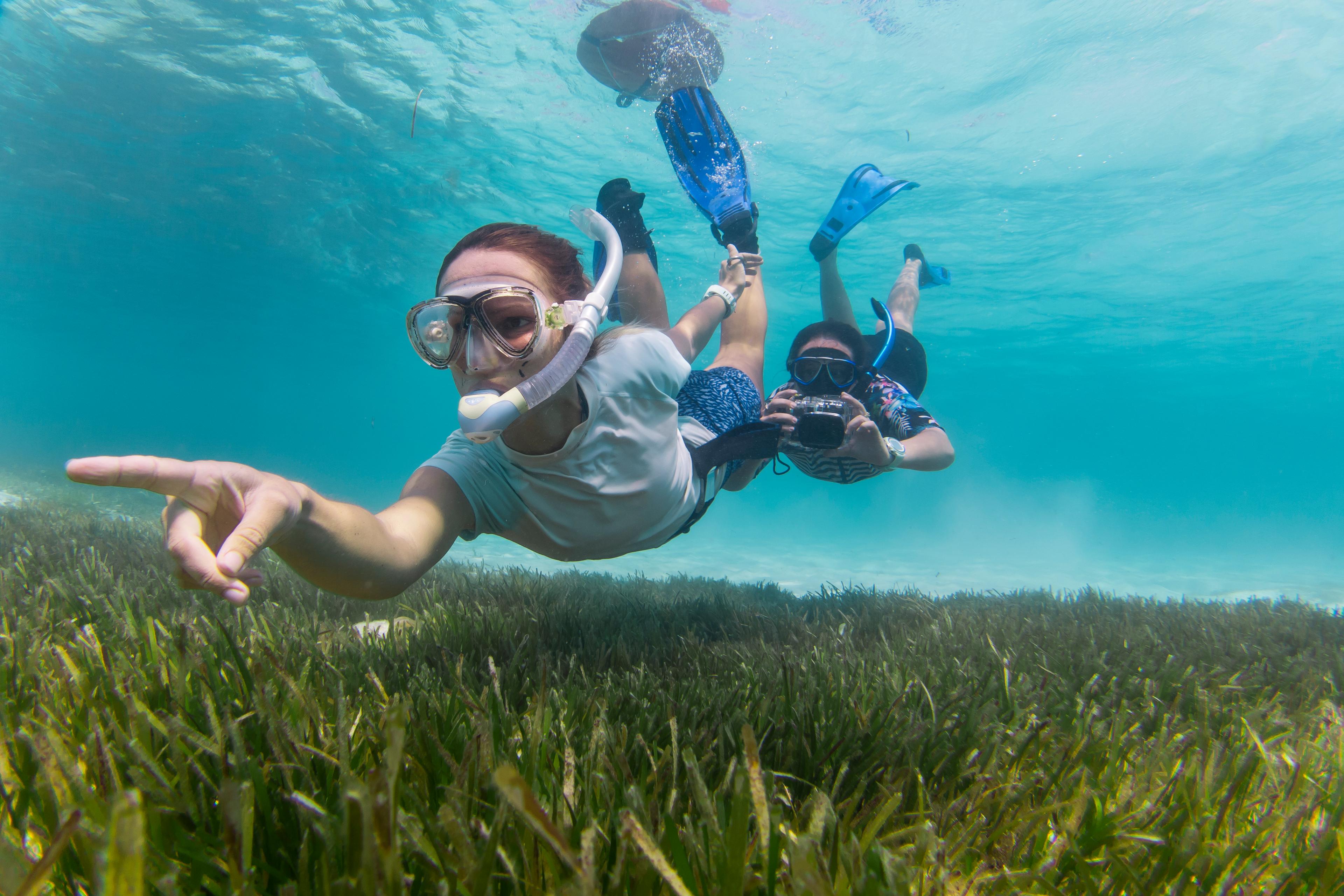 Copy of SeagrassAndGuests_AndyBall.JPG