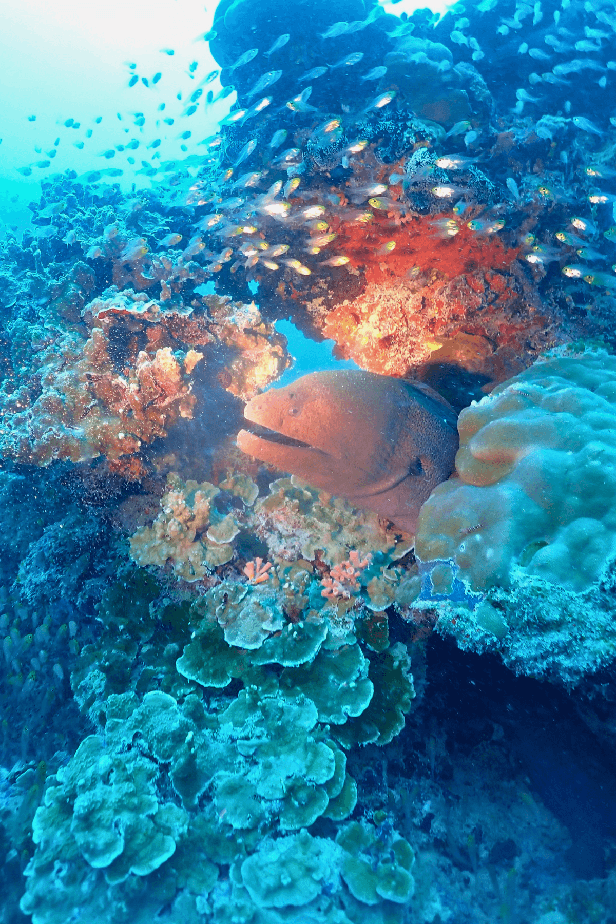 Moray Eel.png