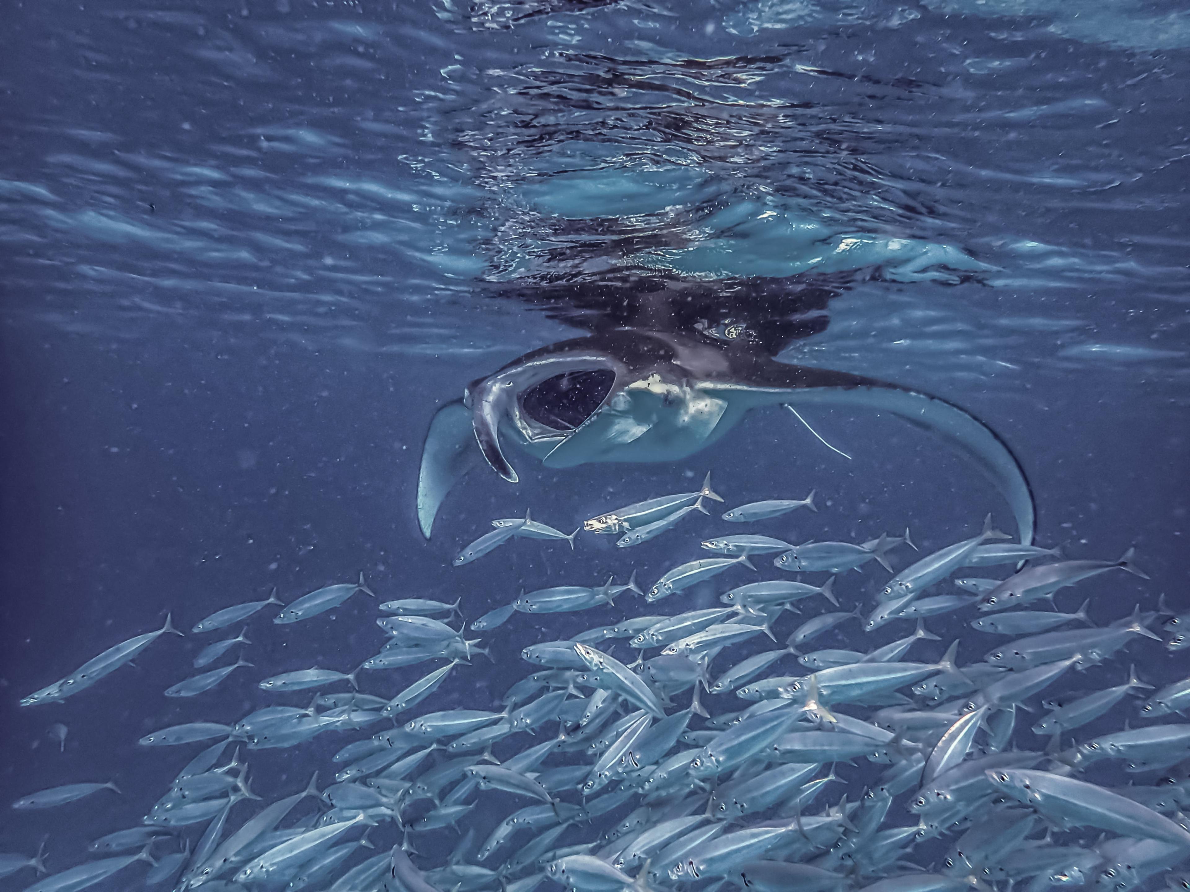 Reef Manta Ray.JPG