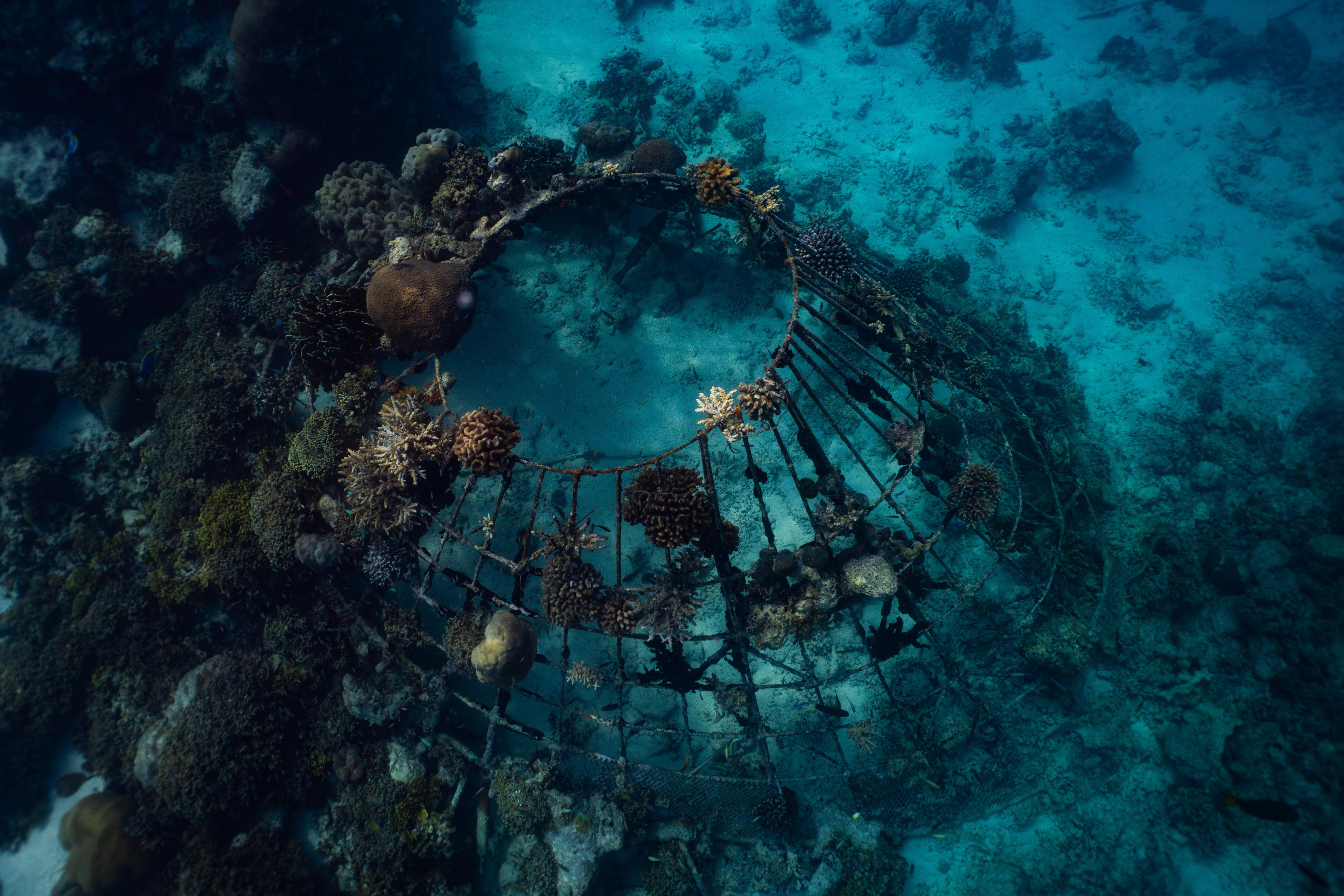 Reef Restoration - Barnacle.jpg