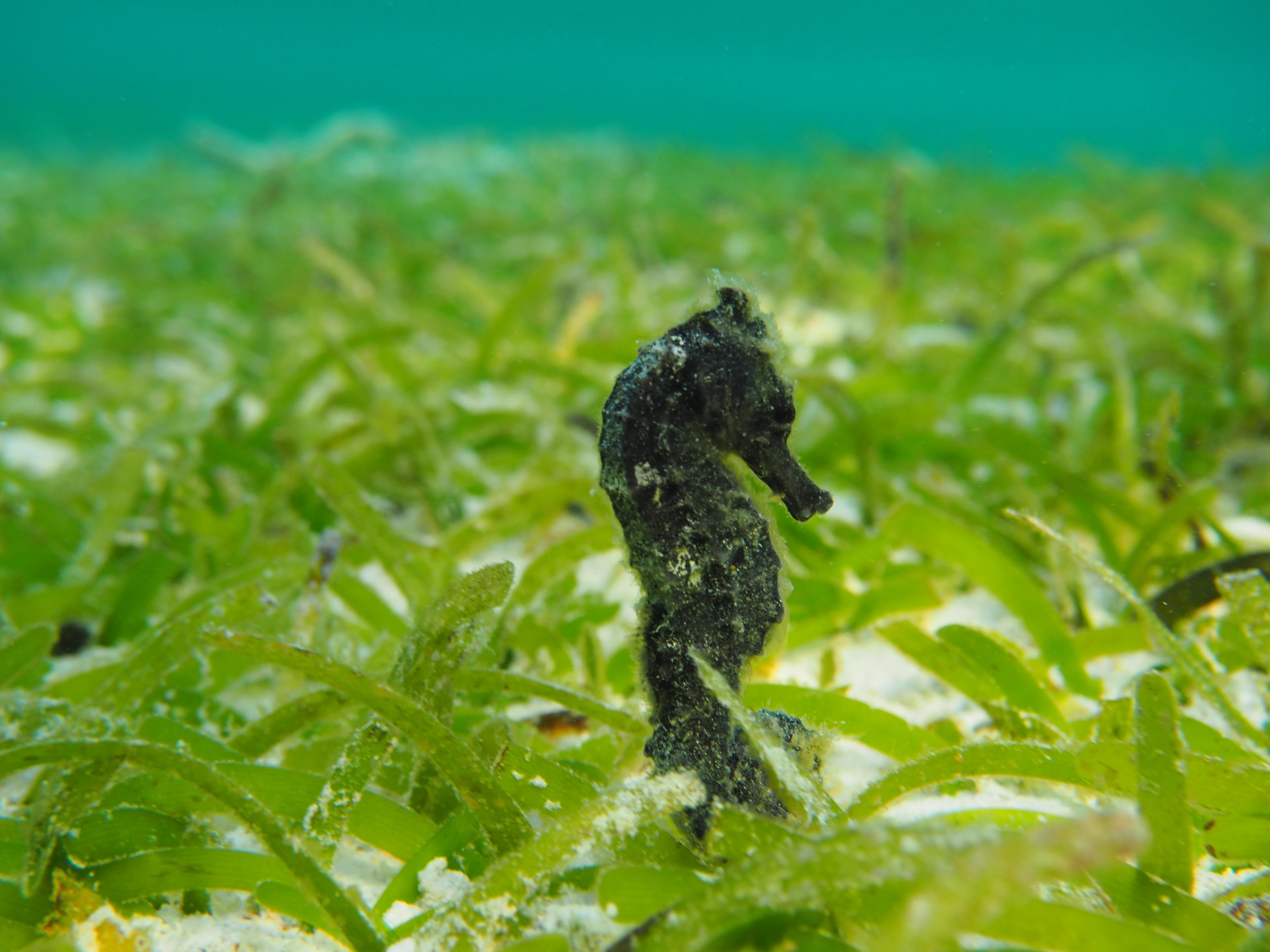 Seahorse in seagrass_Credit Vivienne Evans.JPG
