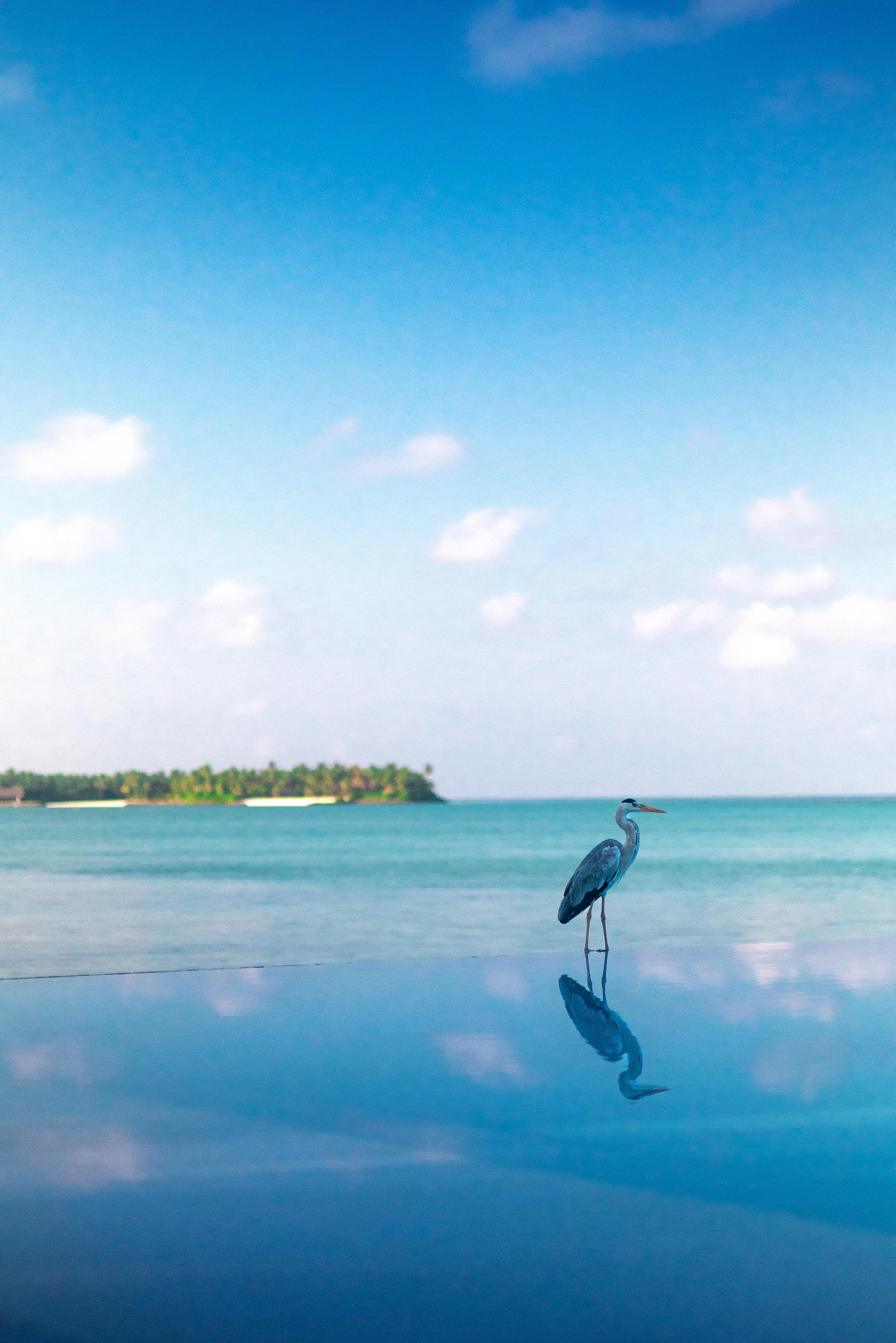 Heron, Summer Island Maldives
