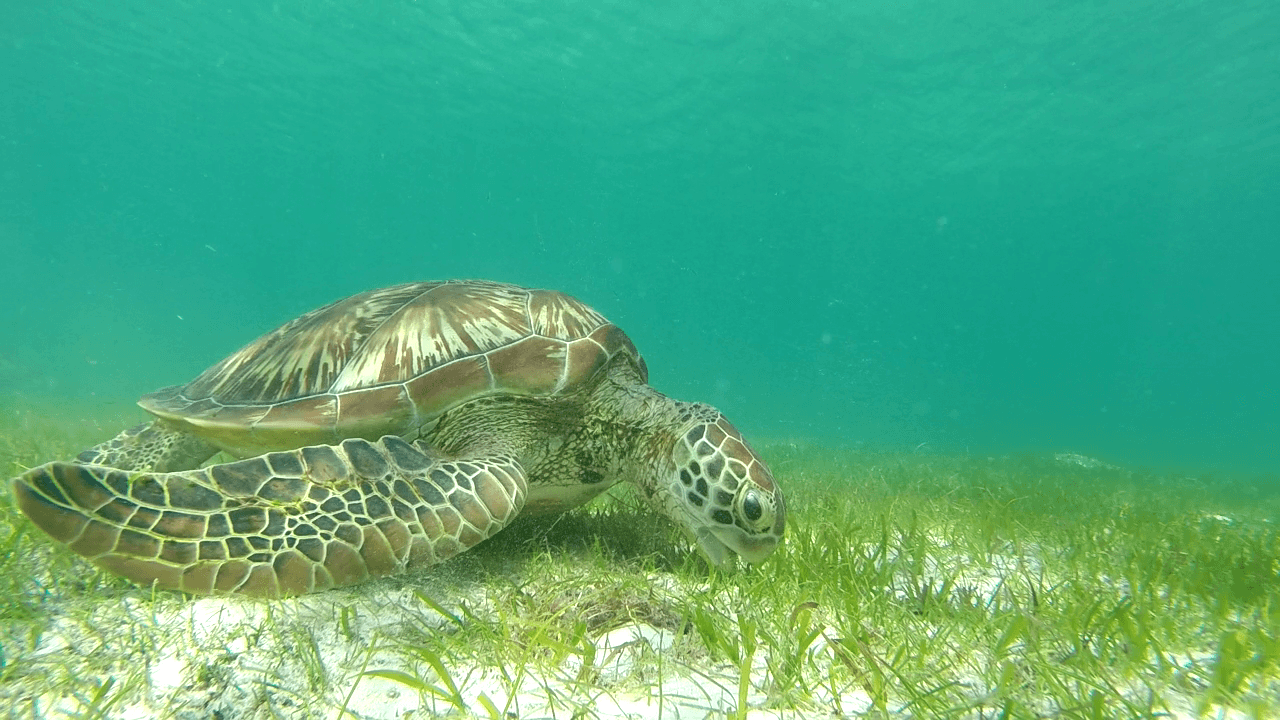 Turtle Eating Kuredu_Credit Adam Thal_hath.png