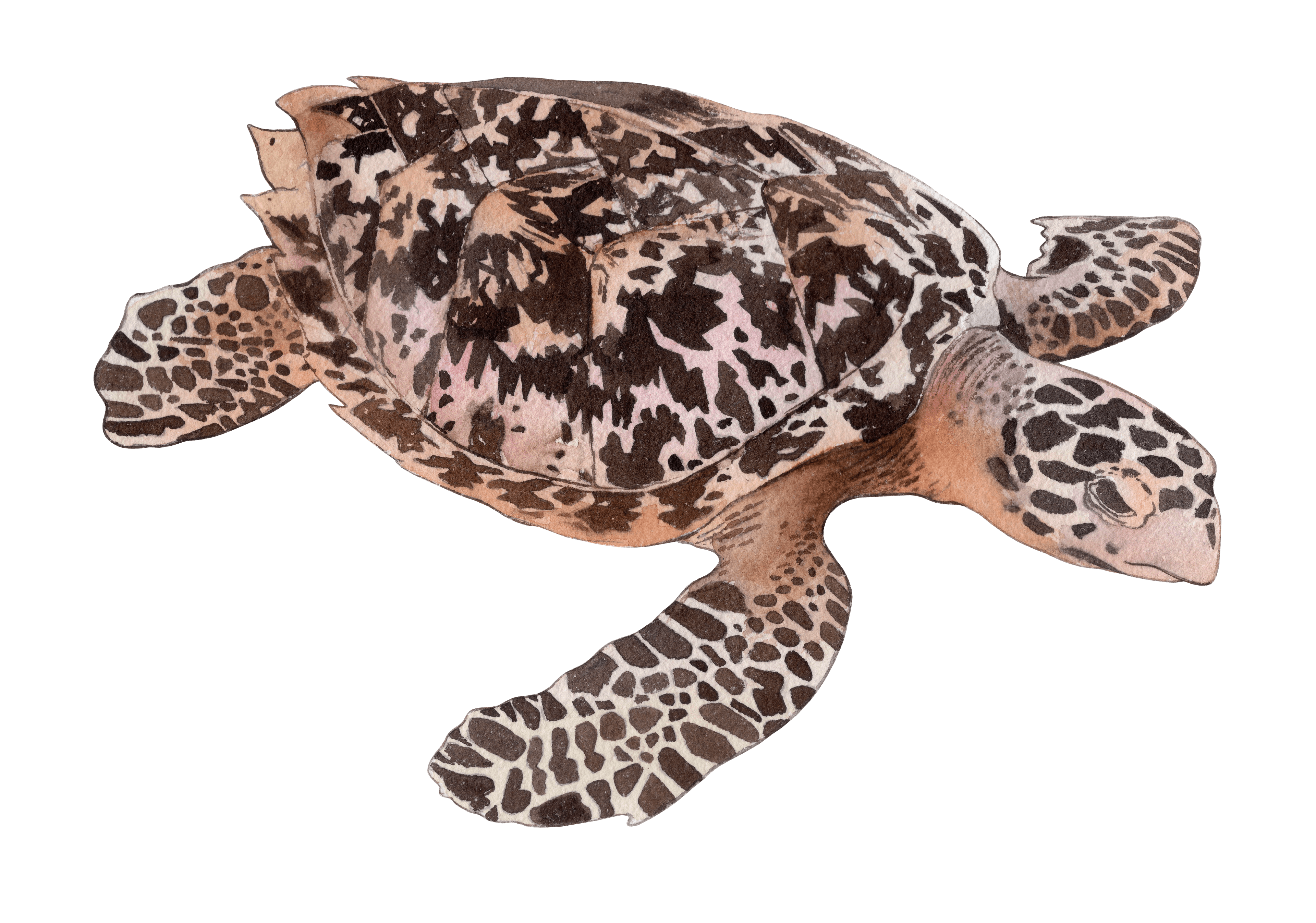Hawksbill Turtle.png