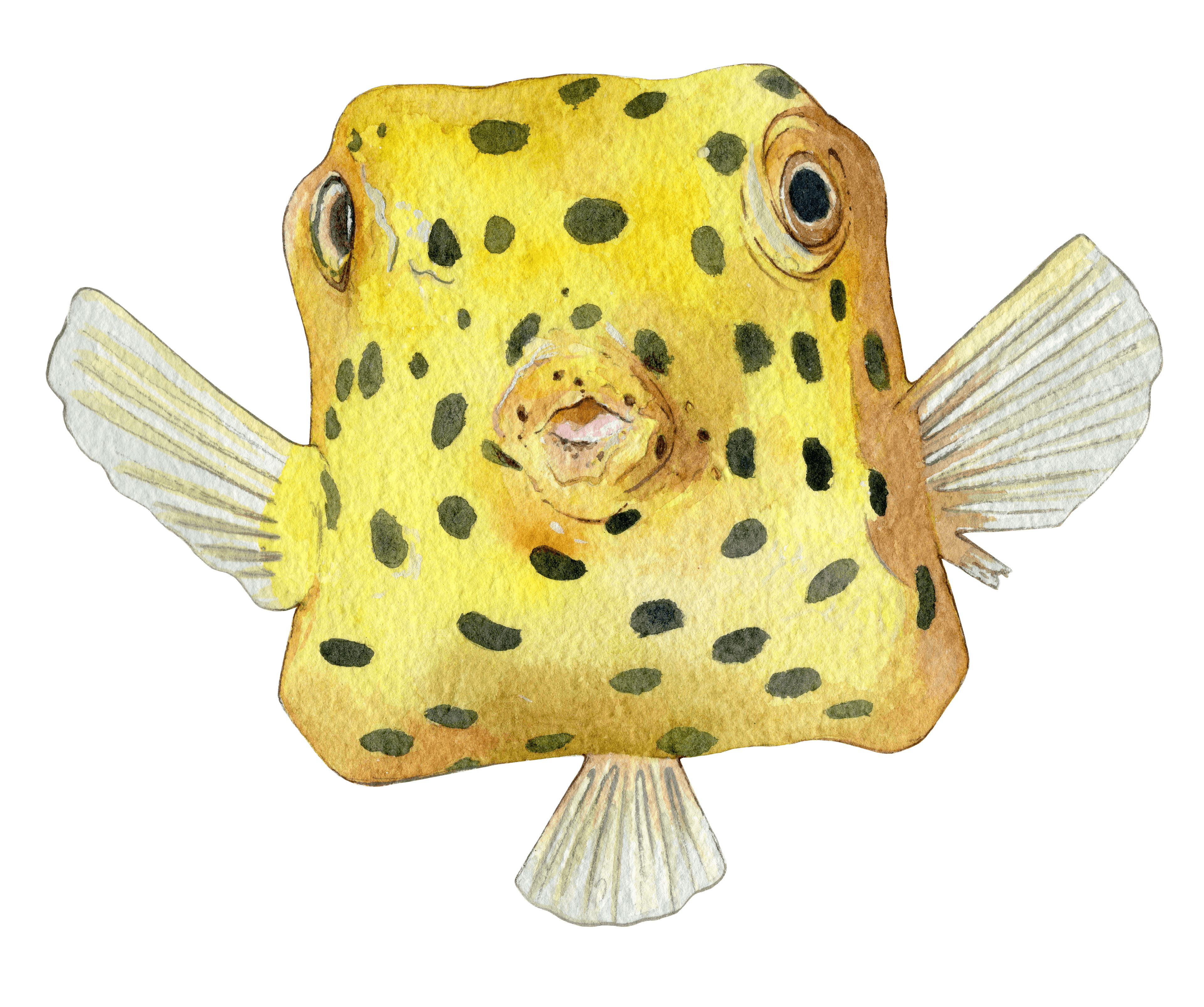 Yellow Boxfish copy.png