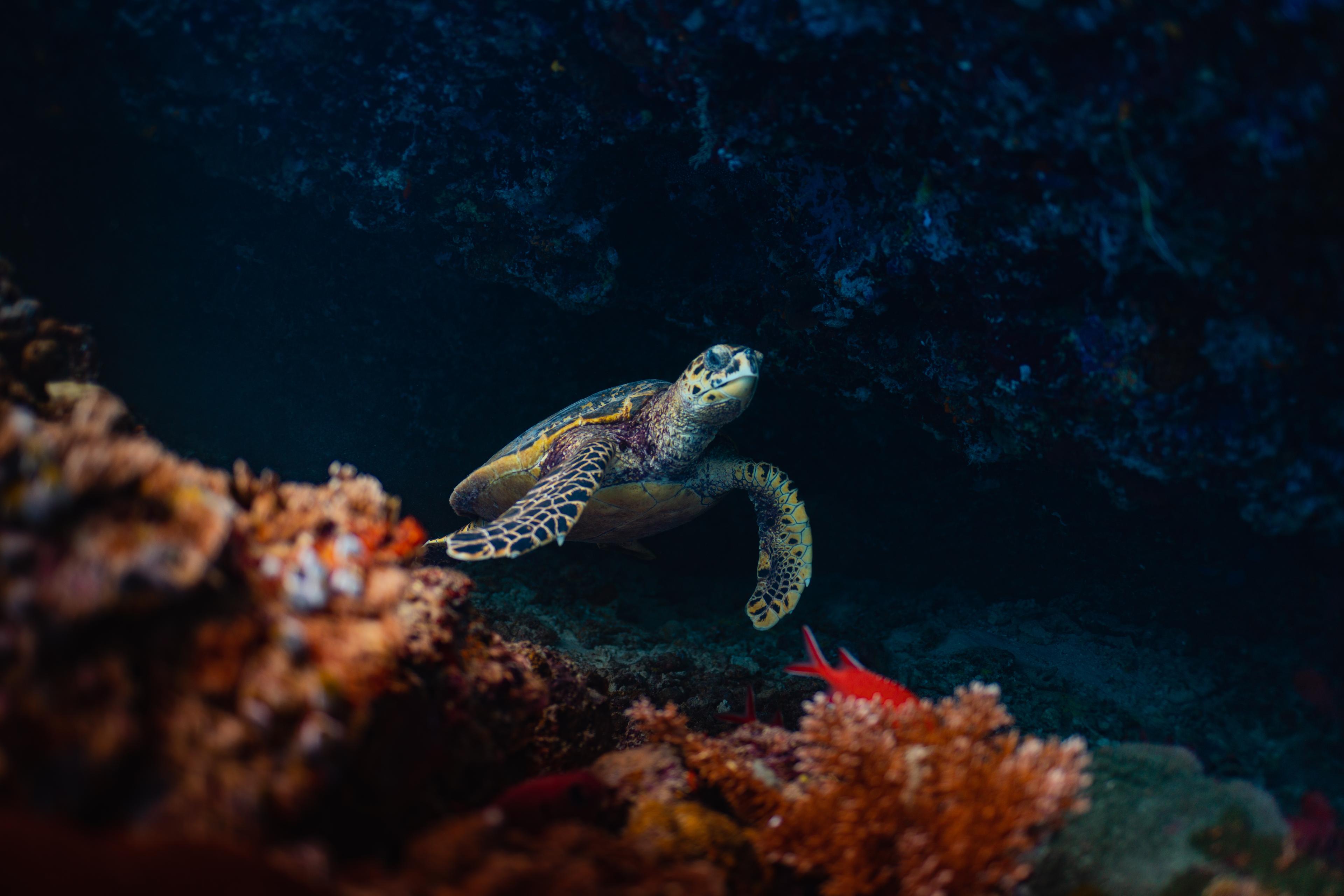 Night Snorkelling.JPG