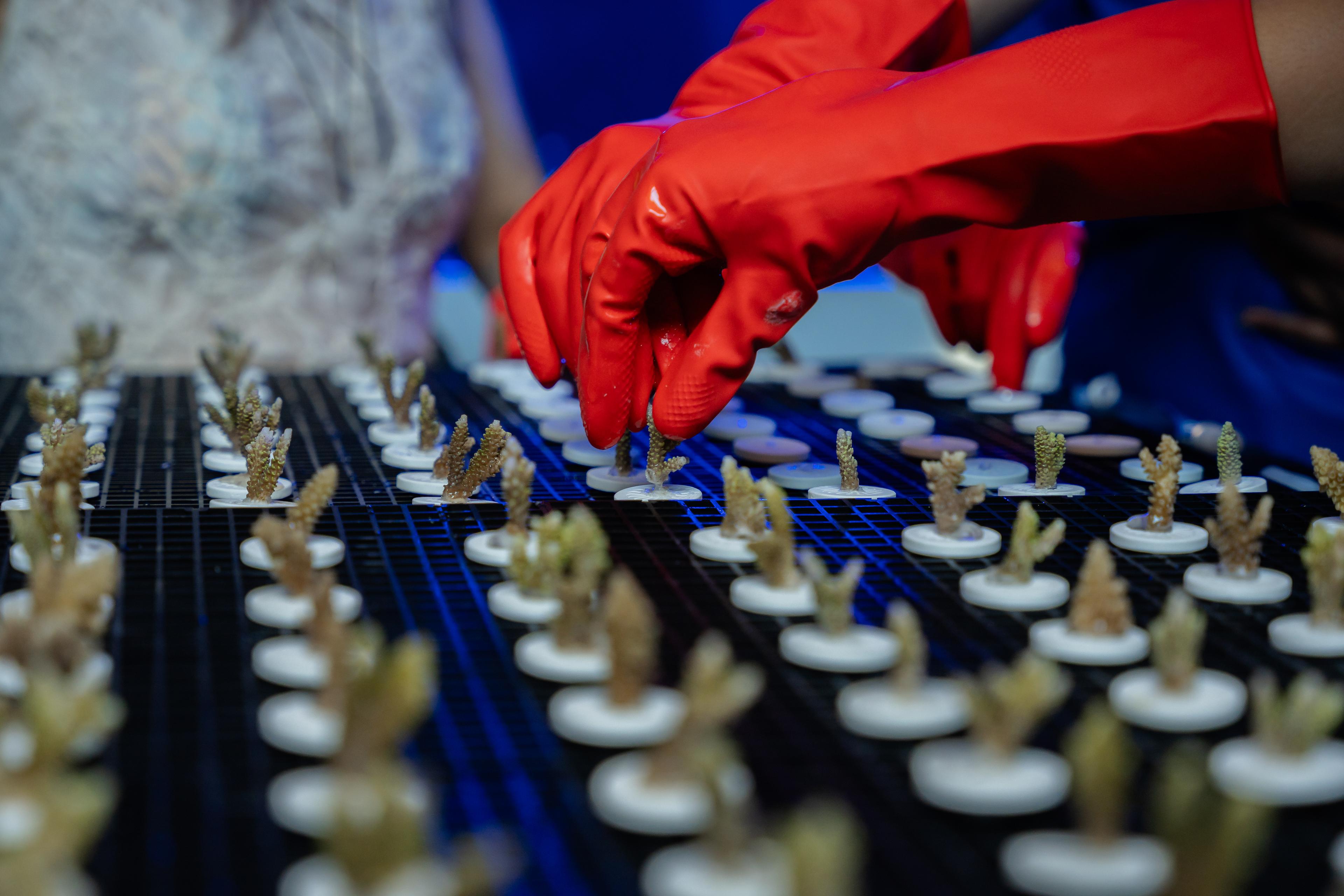 Coral Fragmentation (1).jpg