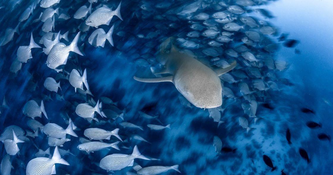 Nurse shark Experience.jpg