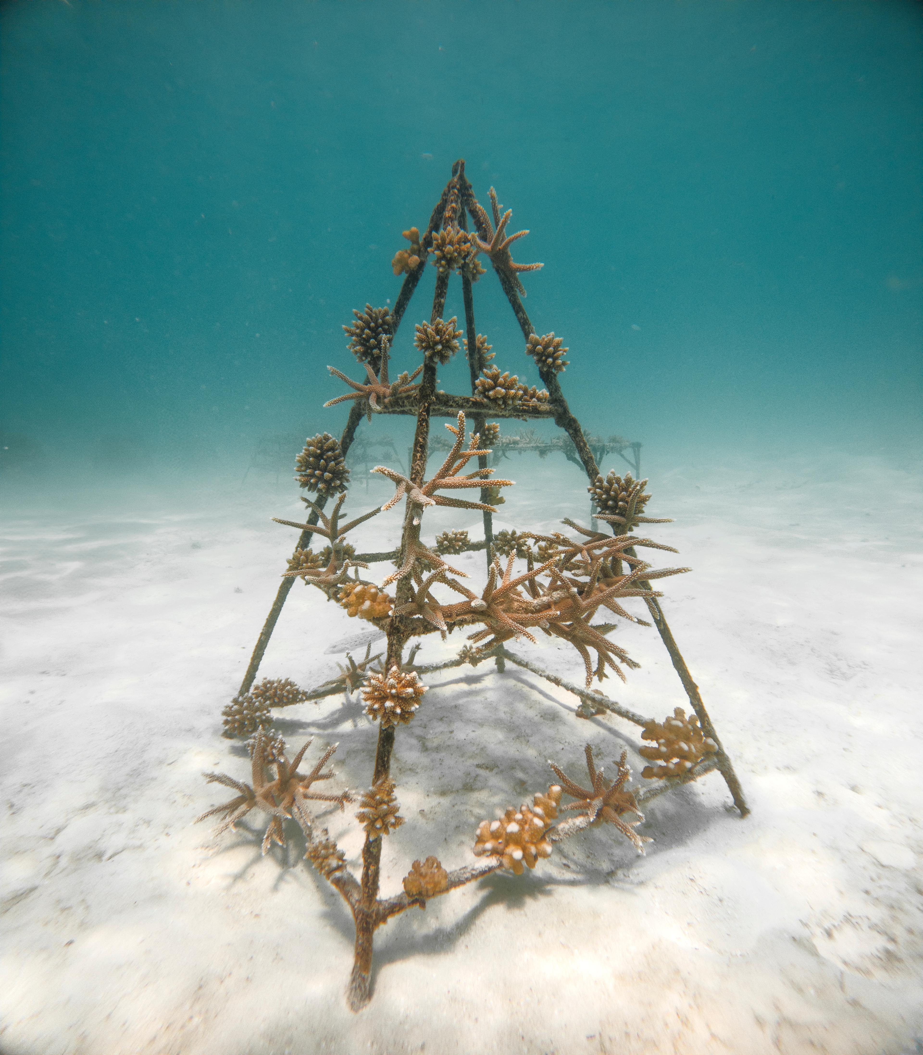 SSIF_Coral Planting_Structure 1.jpg
