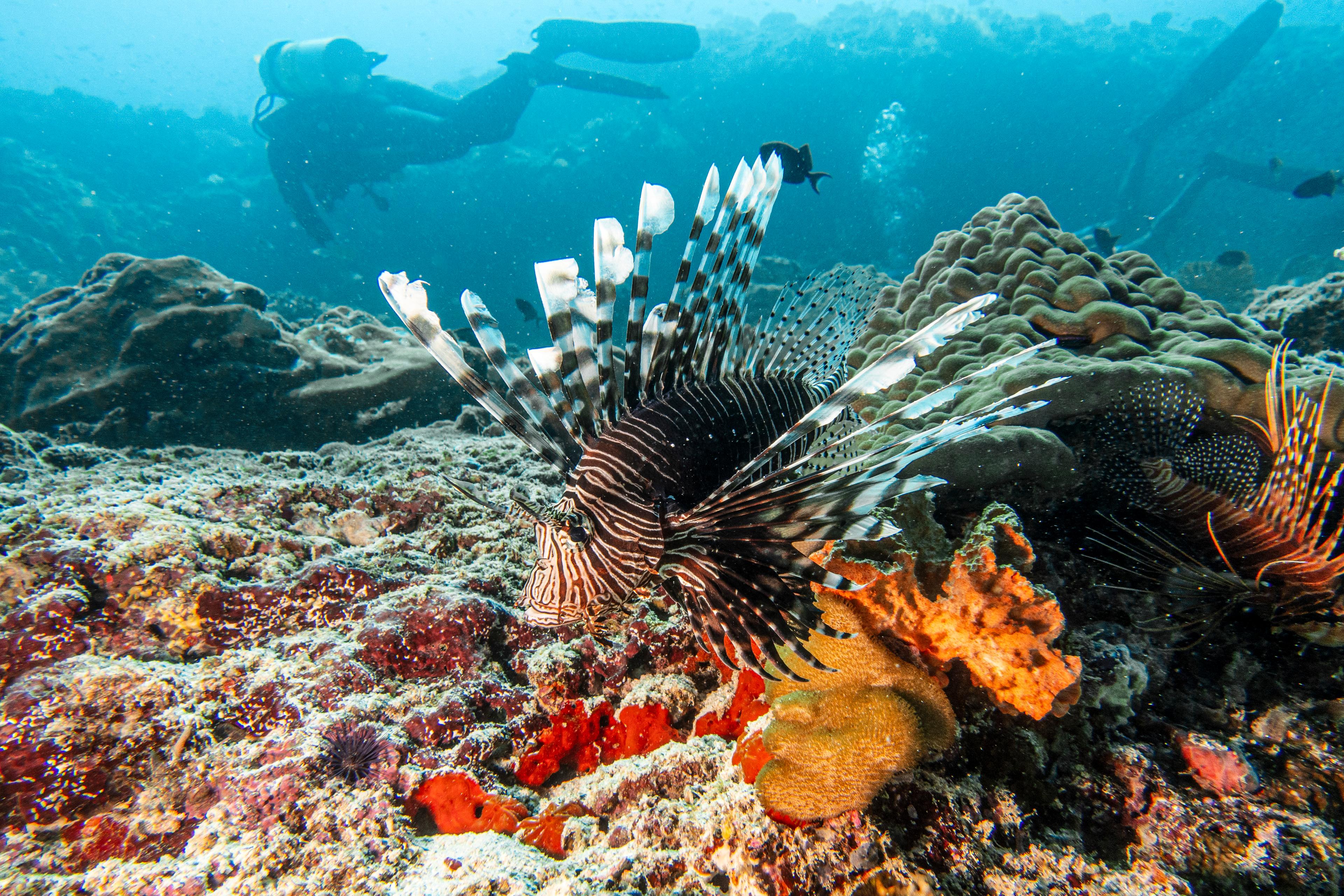 SSIF_Marine Life06.jpg