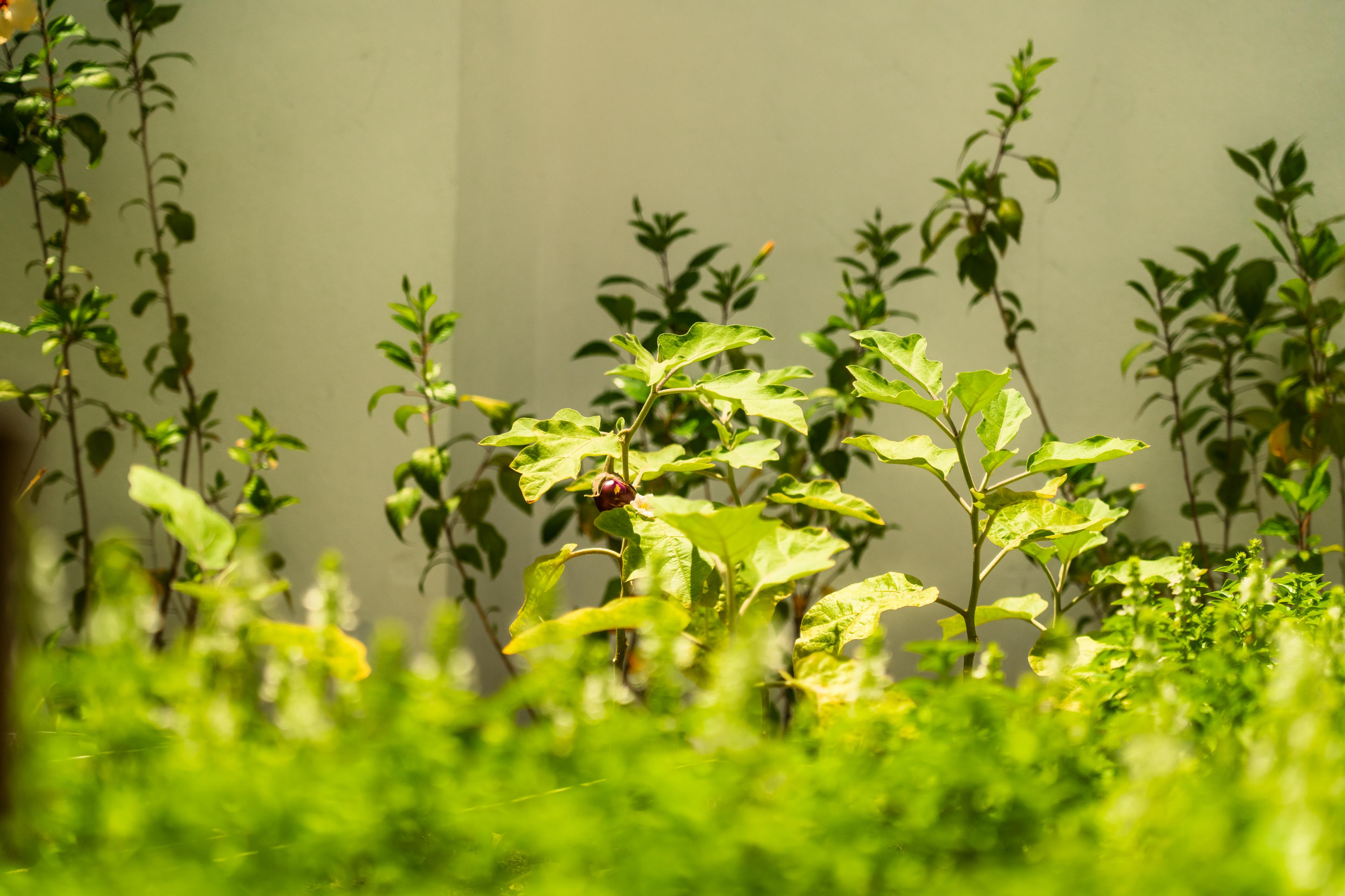 SSVR Spa Herbs Garden 2026_2.jpg