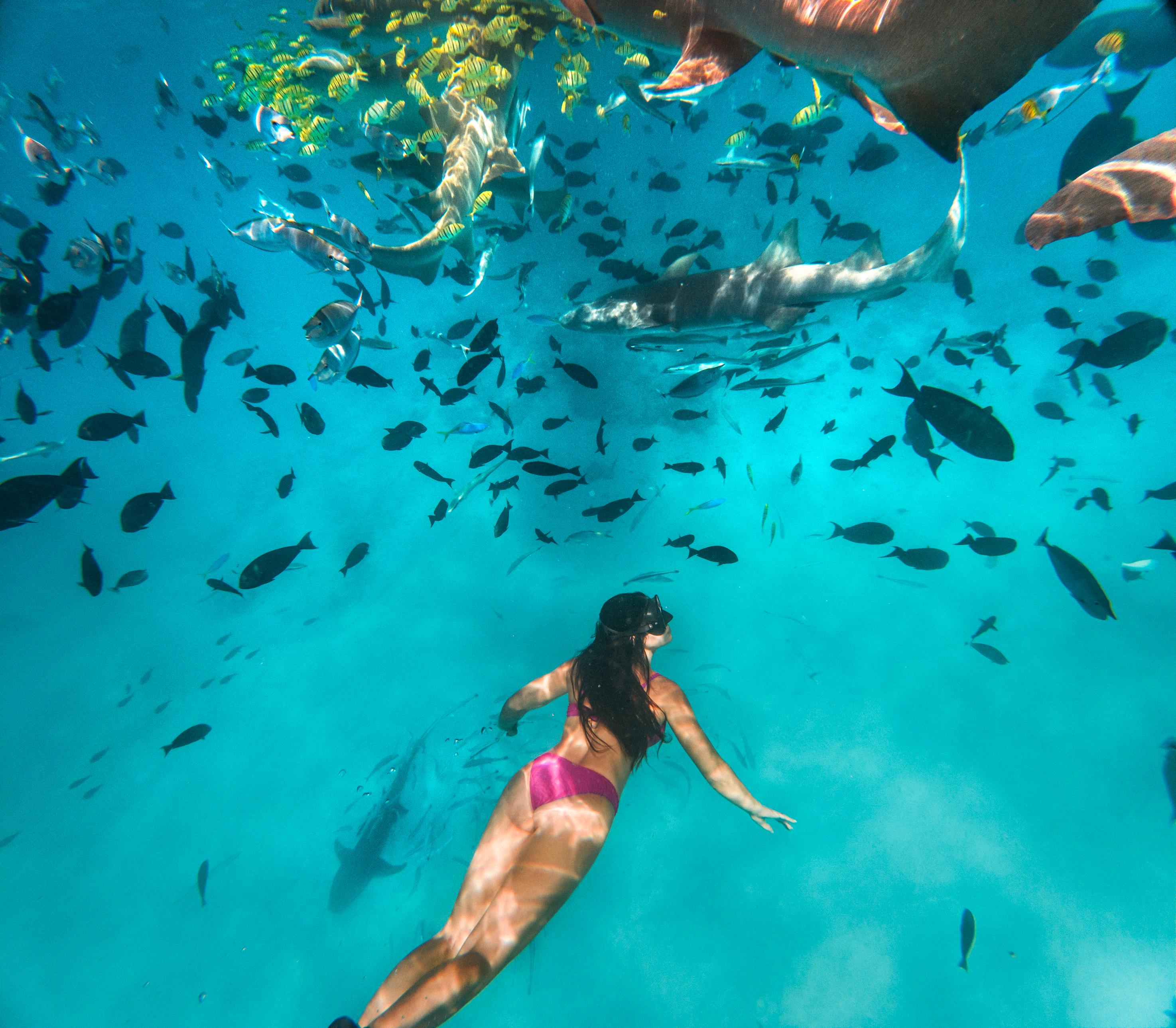 CROSSROADS _Swimming with Sharks.jpg