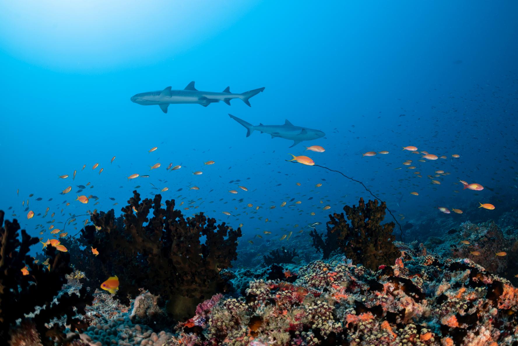 Kandooma Dive 7_00039 HQ Sharks.jpg