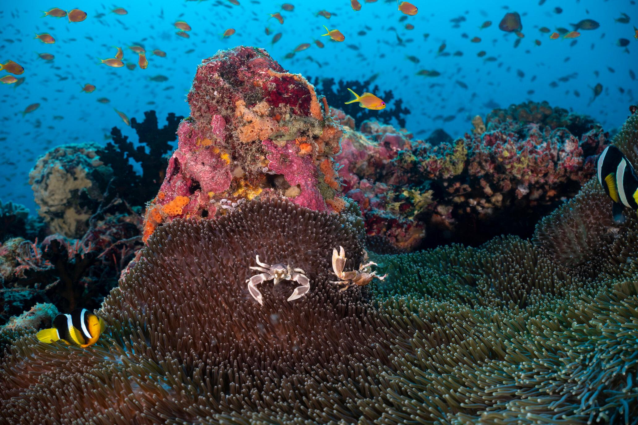 Kandooma Dive 7_00059 HQ Reef.jpg