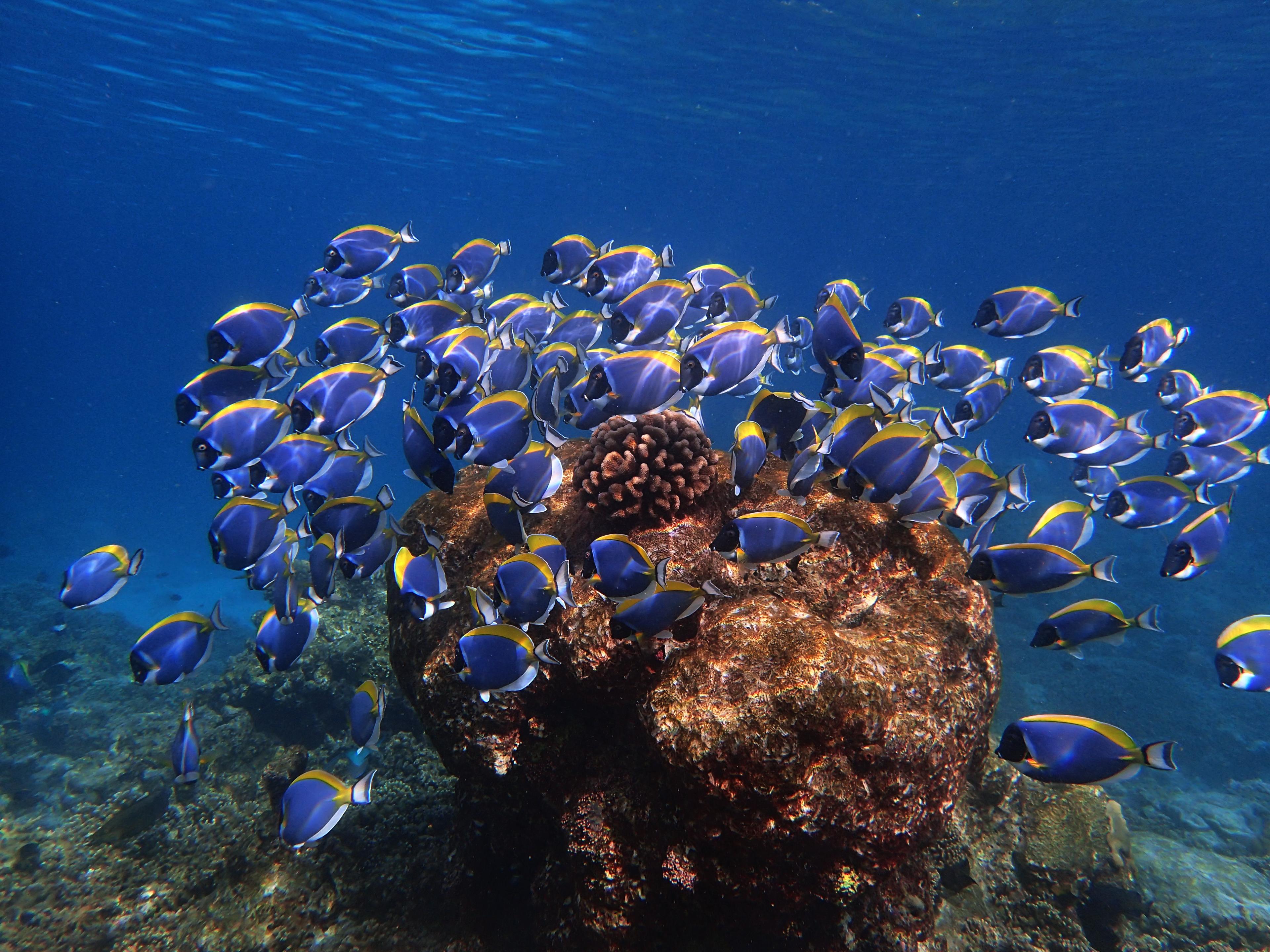 Powder-Blue Surgeonfish (Shoal).JPG