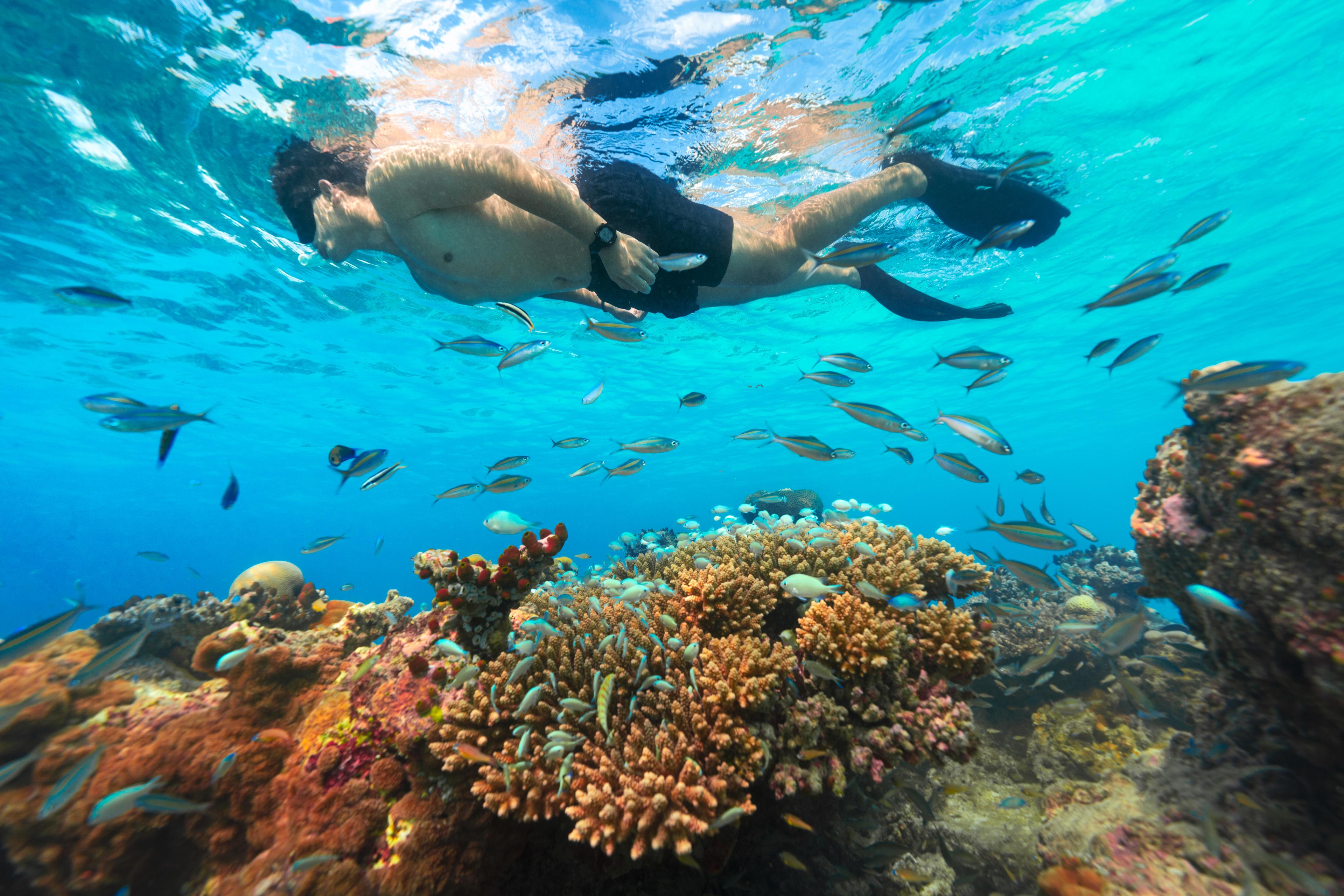 Snorkelling at The Standard, Maldives House Reef 02.JPG.JPG