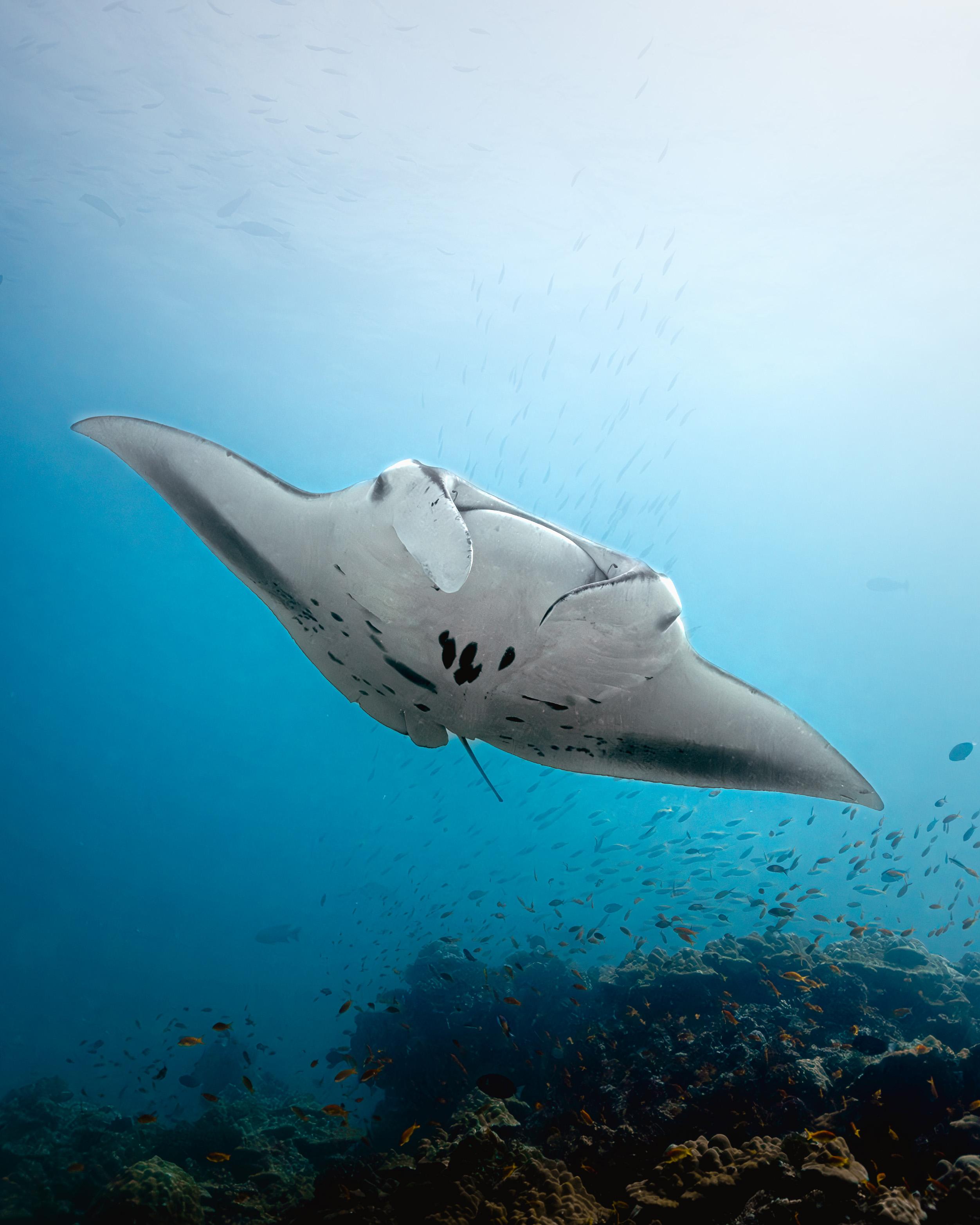 Snorkling Carousel image 2x_ (002).jpg