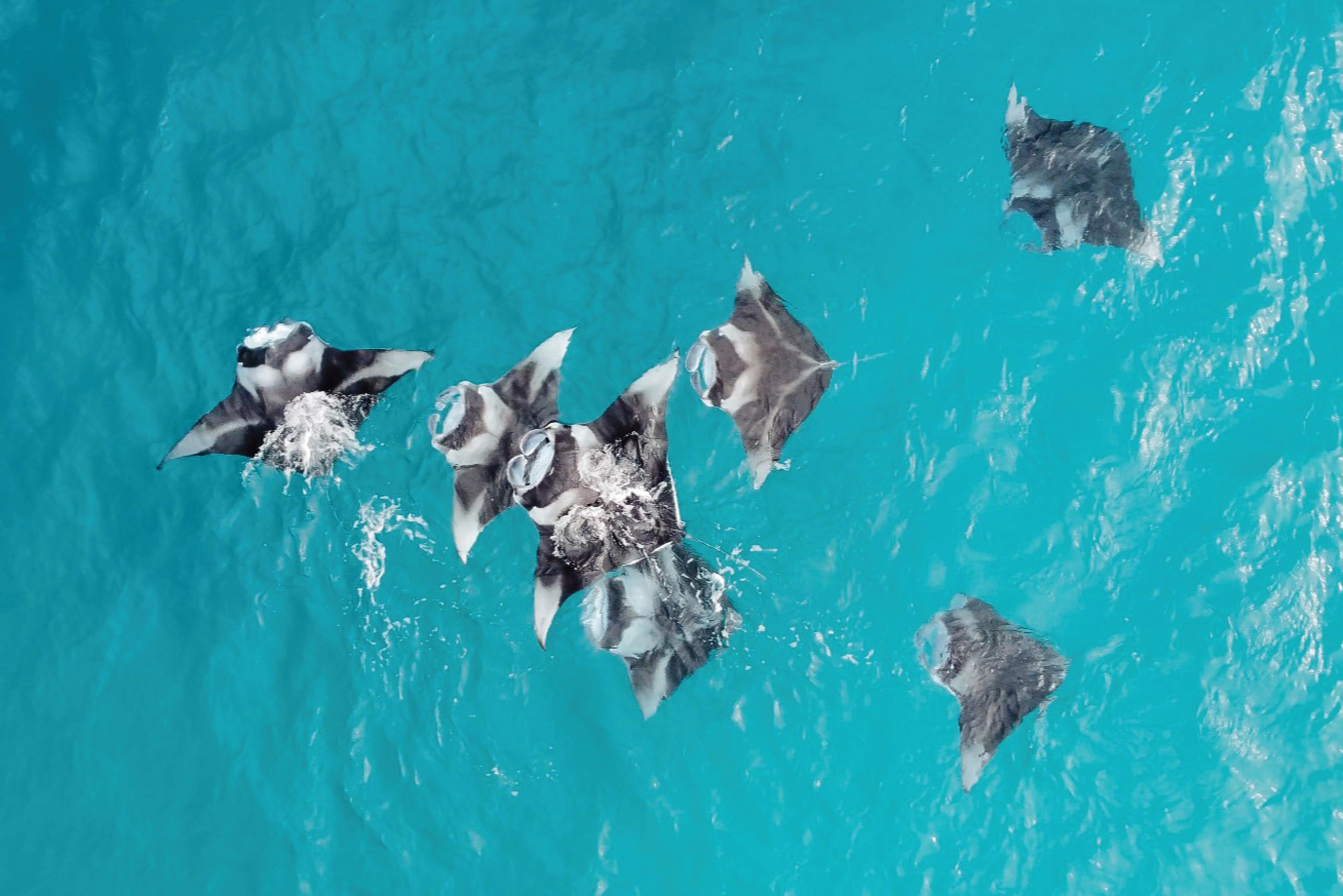 The Westin Maldives Miriandhoo Resort_Manta Ray (3).jpg