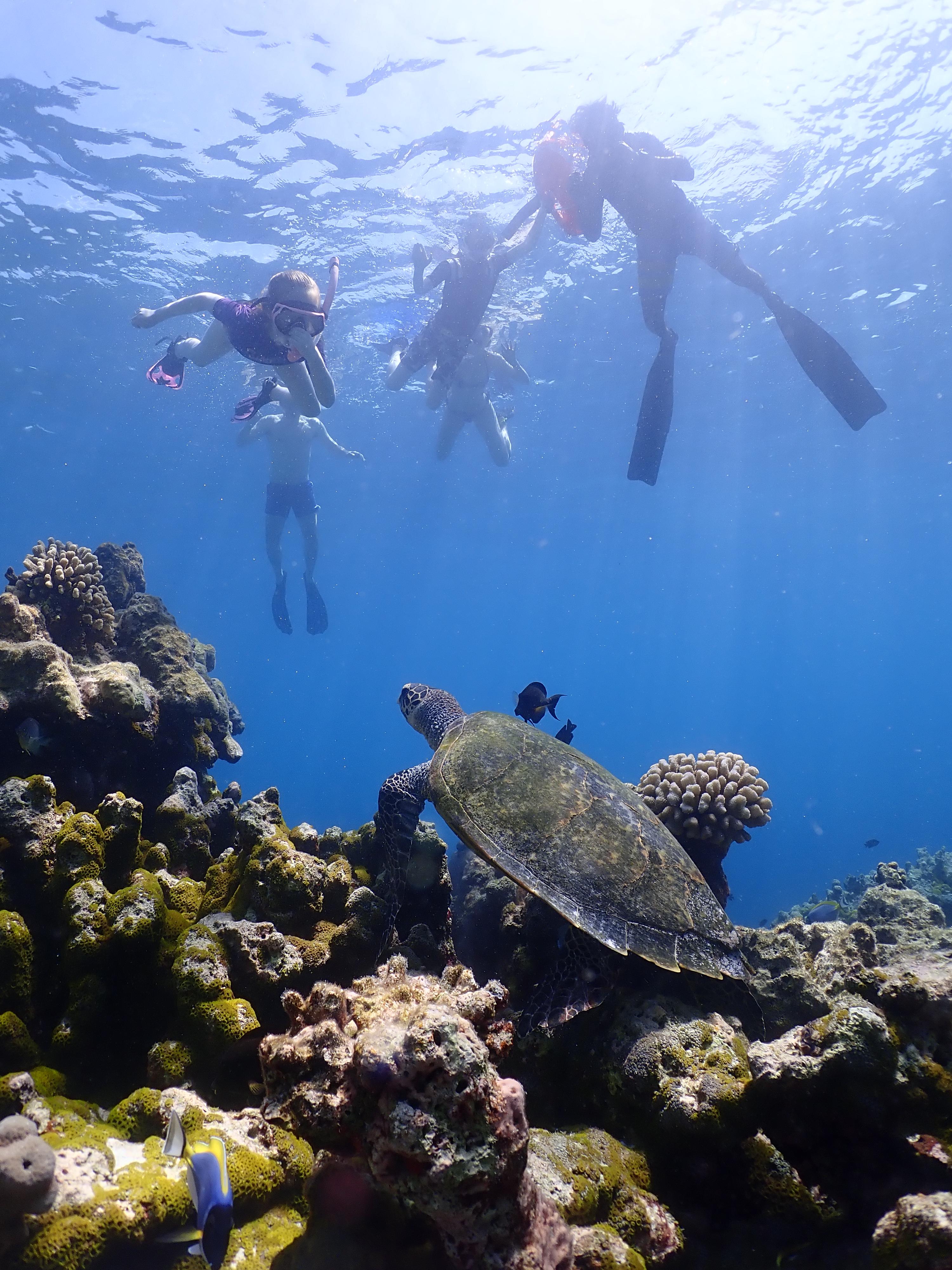 Alila Kothaifaru Maldives - Snorkelling.JPG