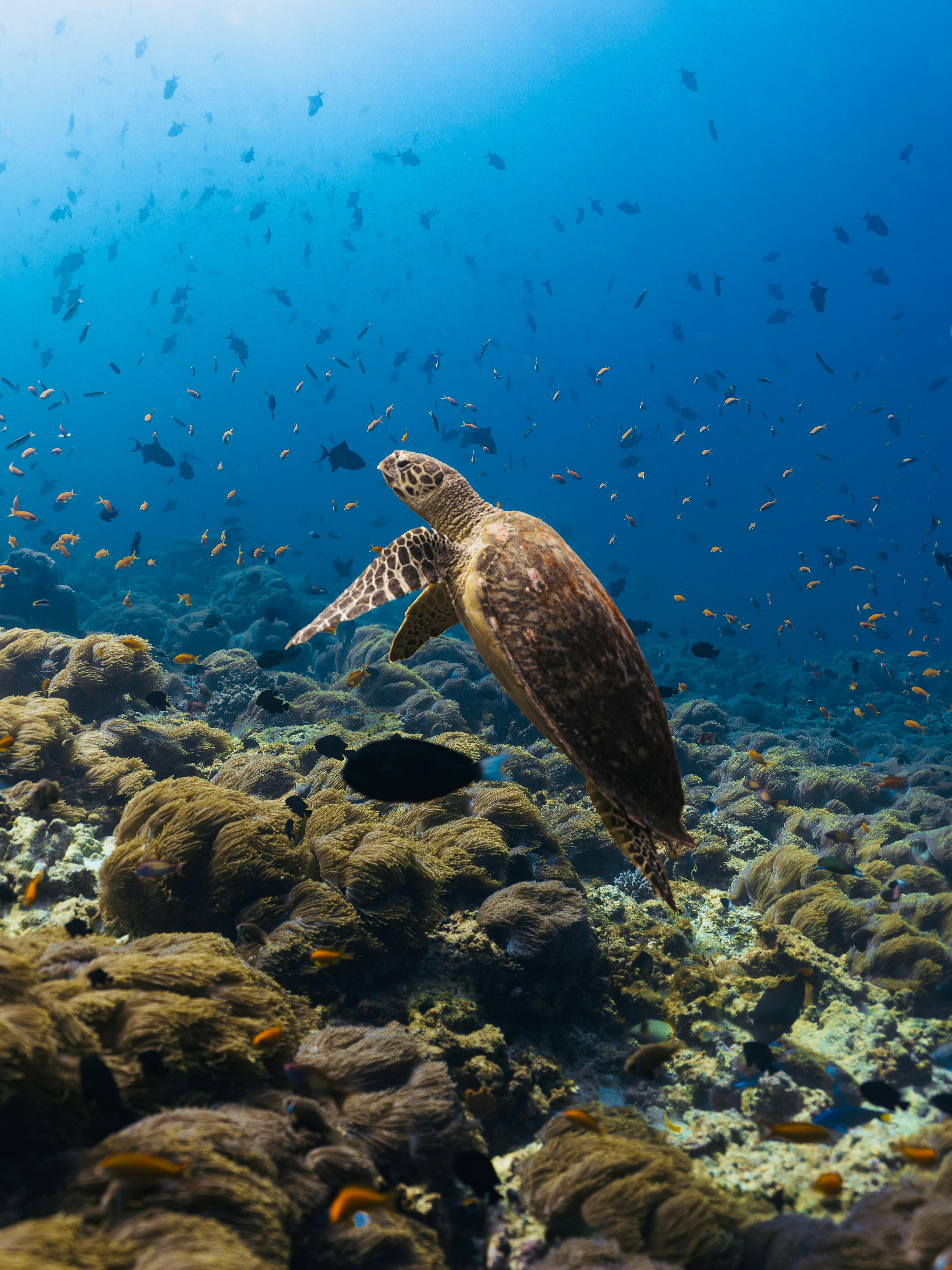 House Reef at The Standard, Maldives - Sea Turtle Rising.jpg