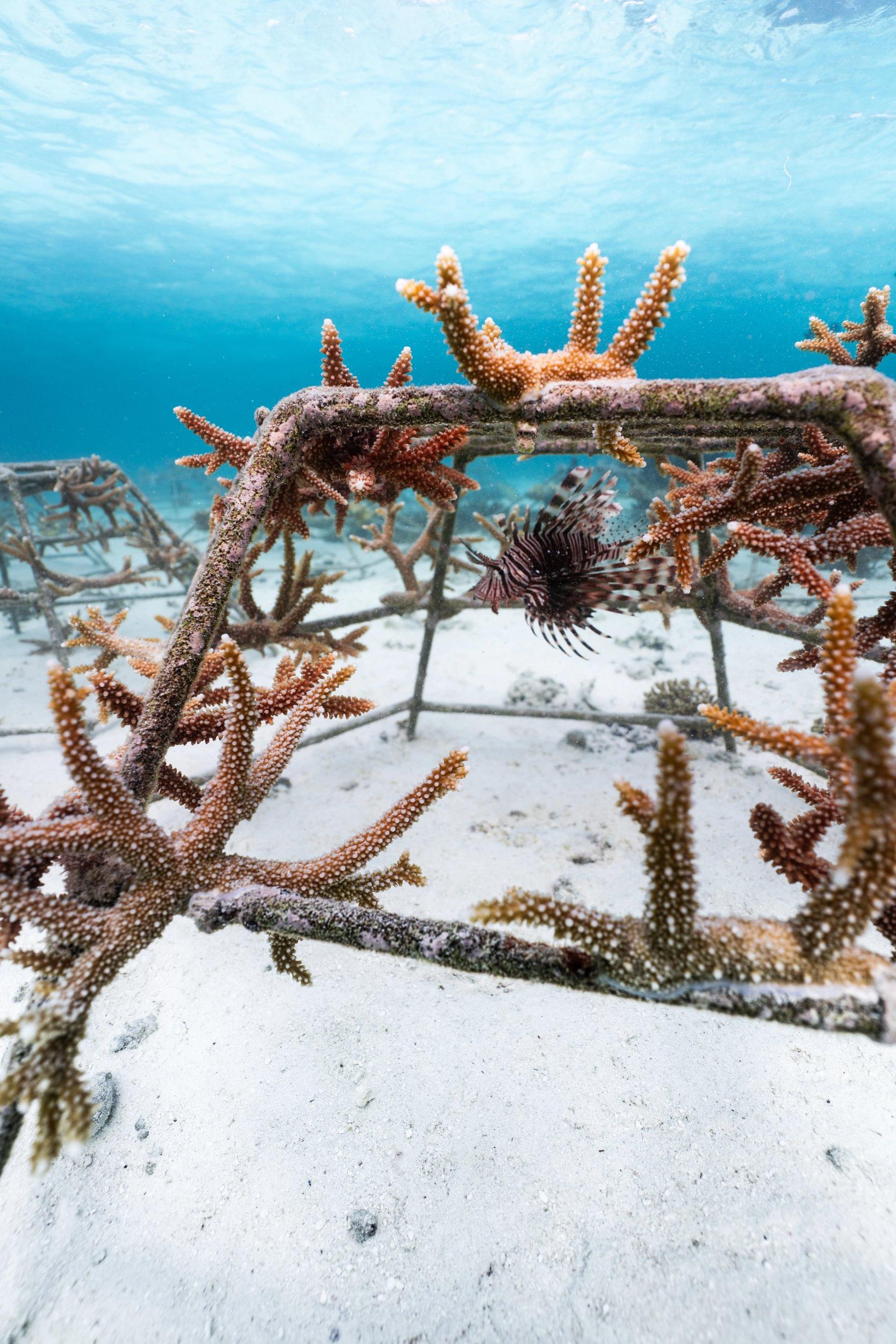 A Living Reef Classroom Takes Root at Villa Nautica (1).jpeg