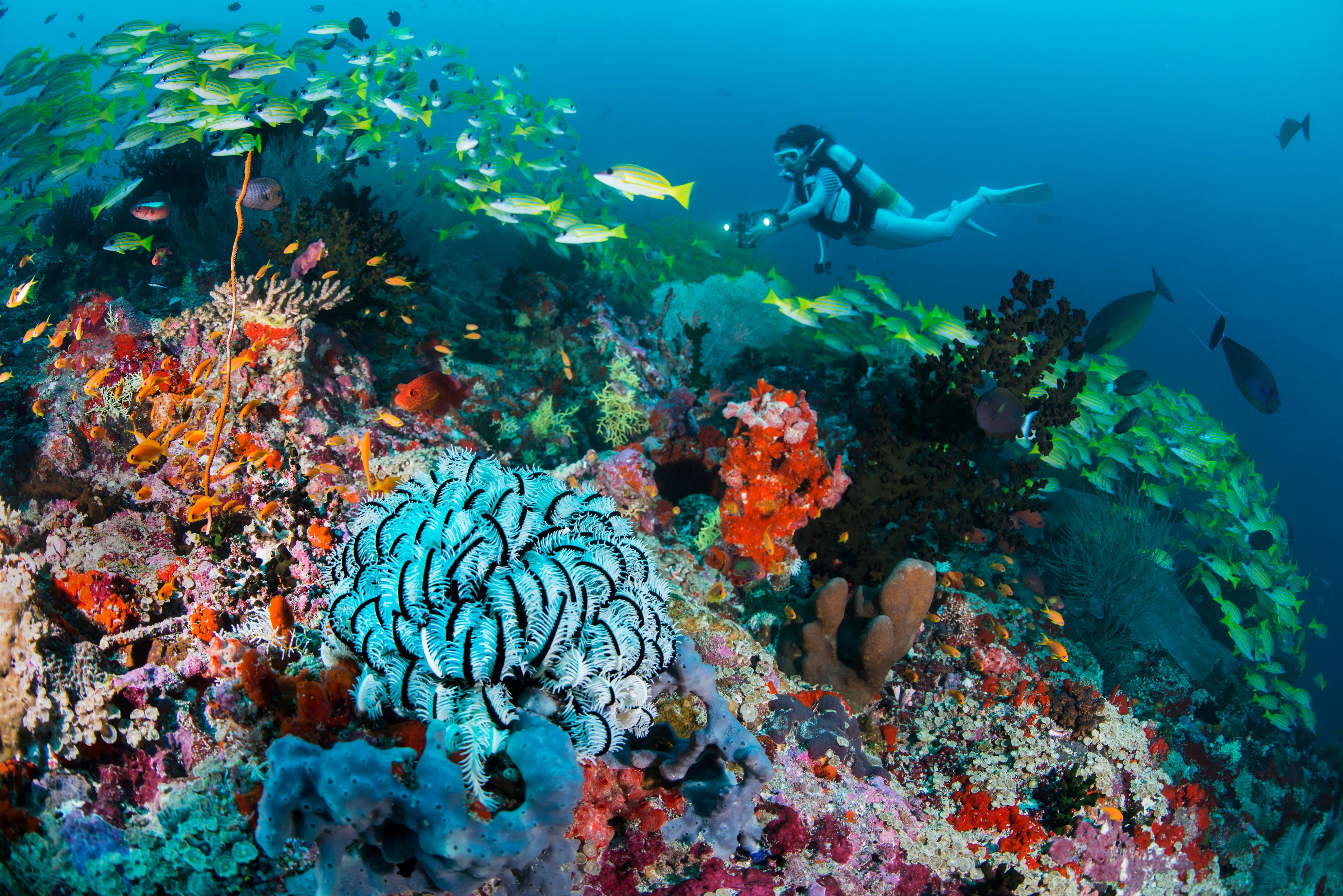 Alila Kothaifaru Maldives - Diving Site (1).jpg