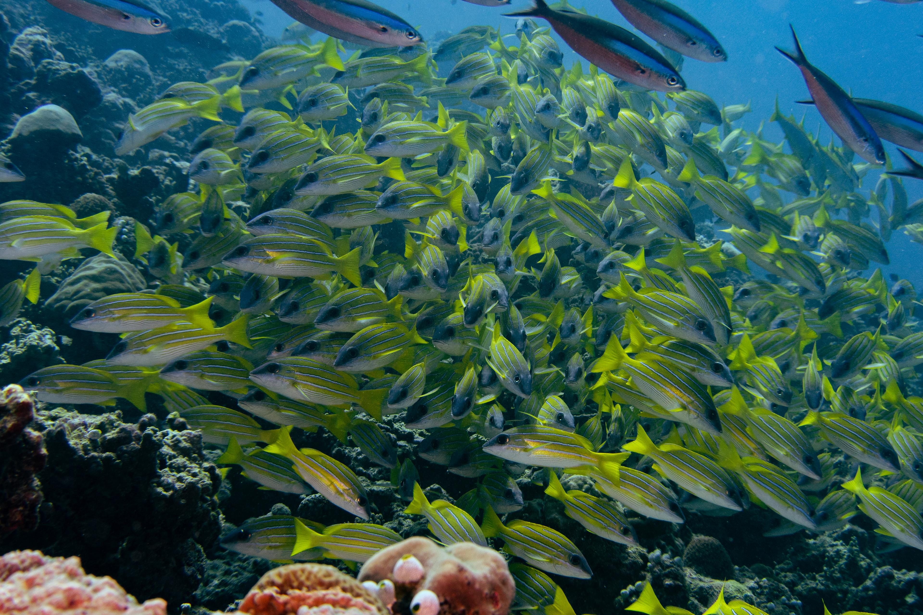 Blue-lined Snapper.jpg