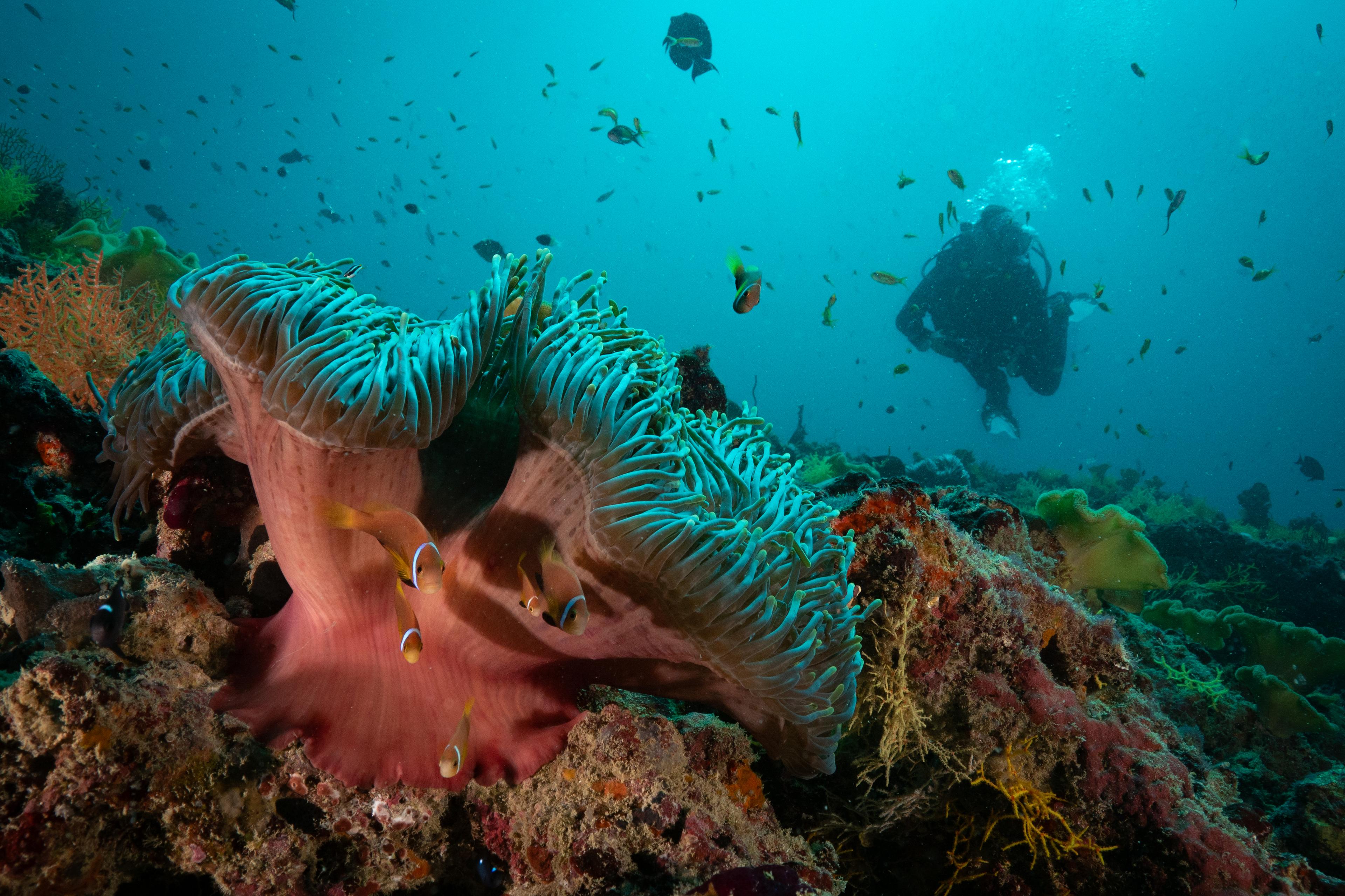 Clownfish (Nemo).jpg