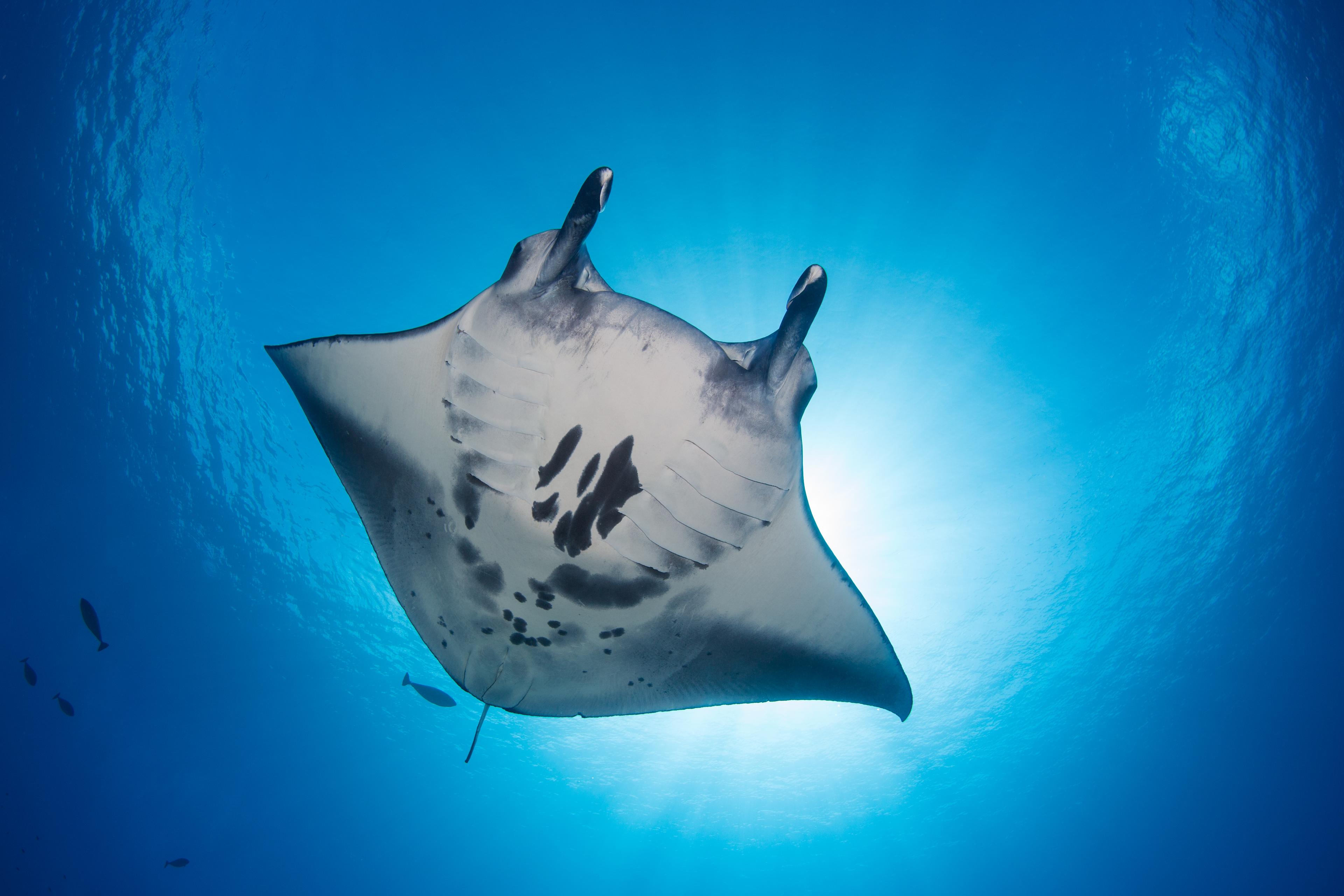 Mantas.jpg