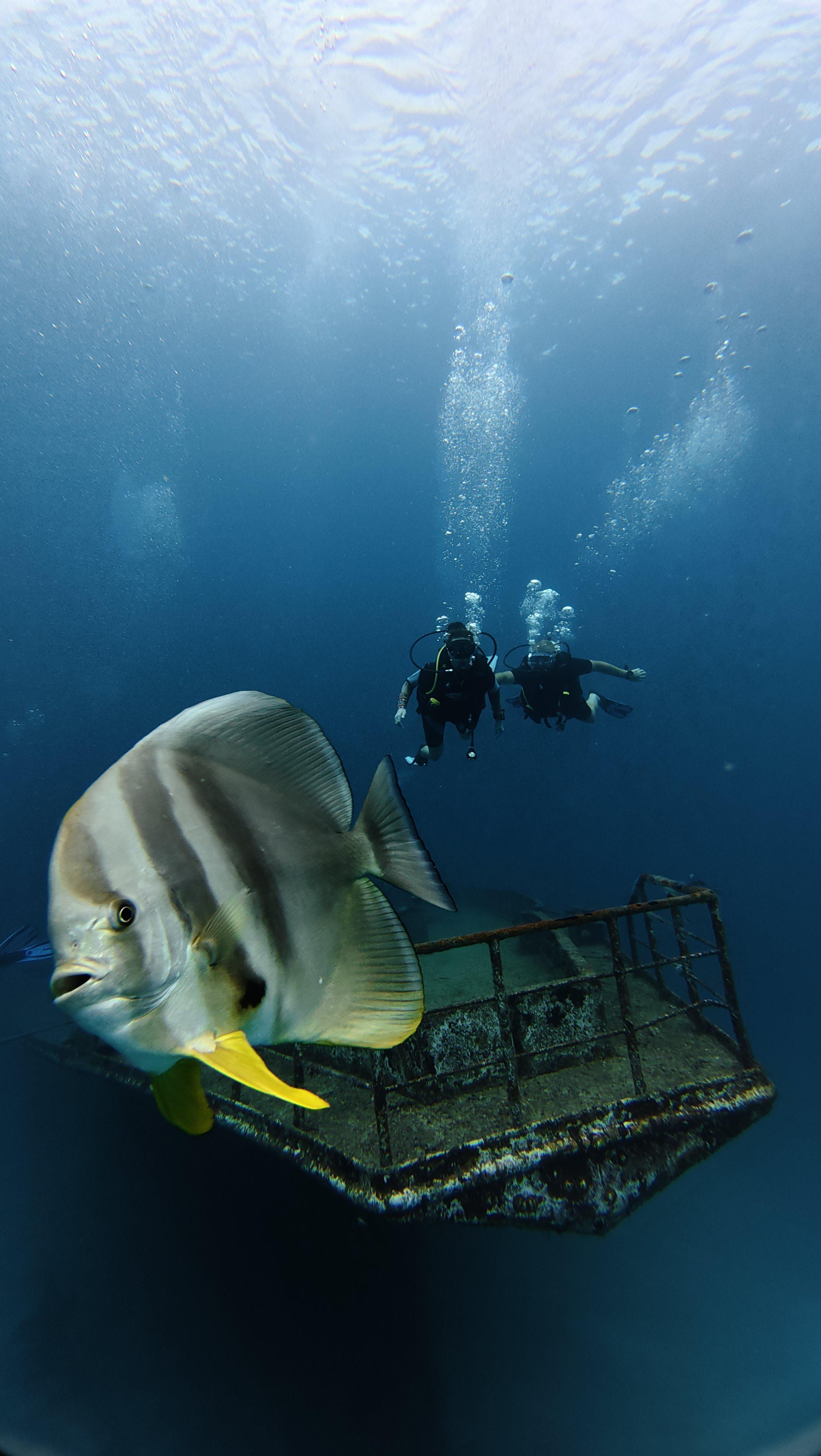 SSIF_Diving.jpeg