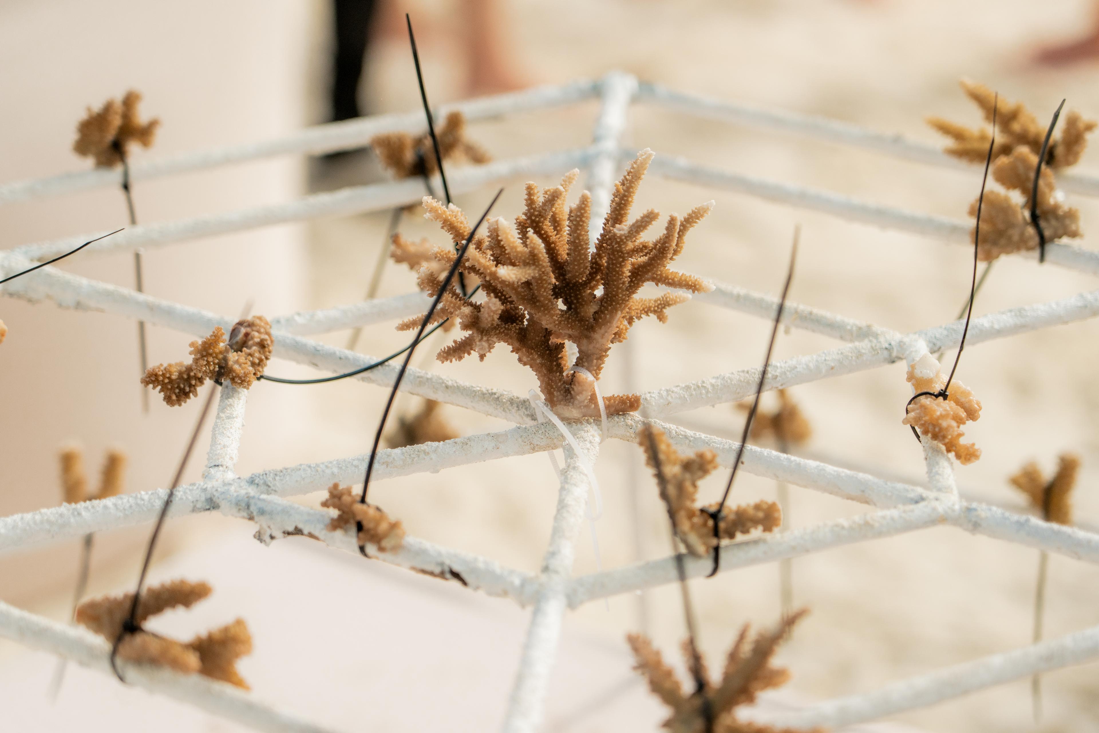 Coral Planting 2026_20 (1).jpg