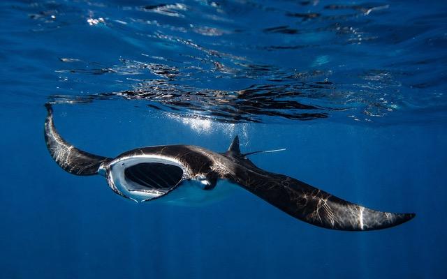 Manta Ray front on beneath waterline_Henley Spiers.jpeg