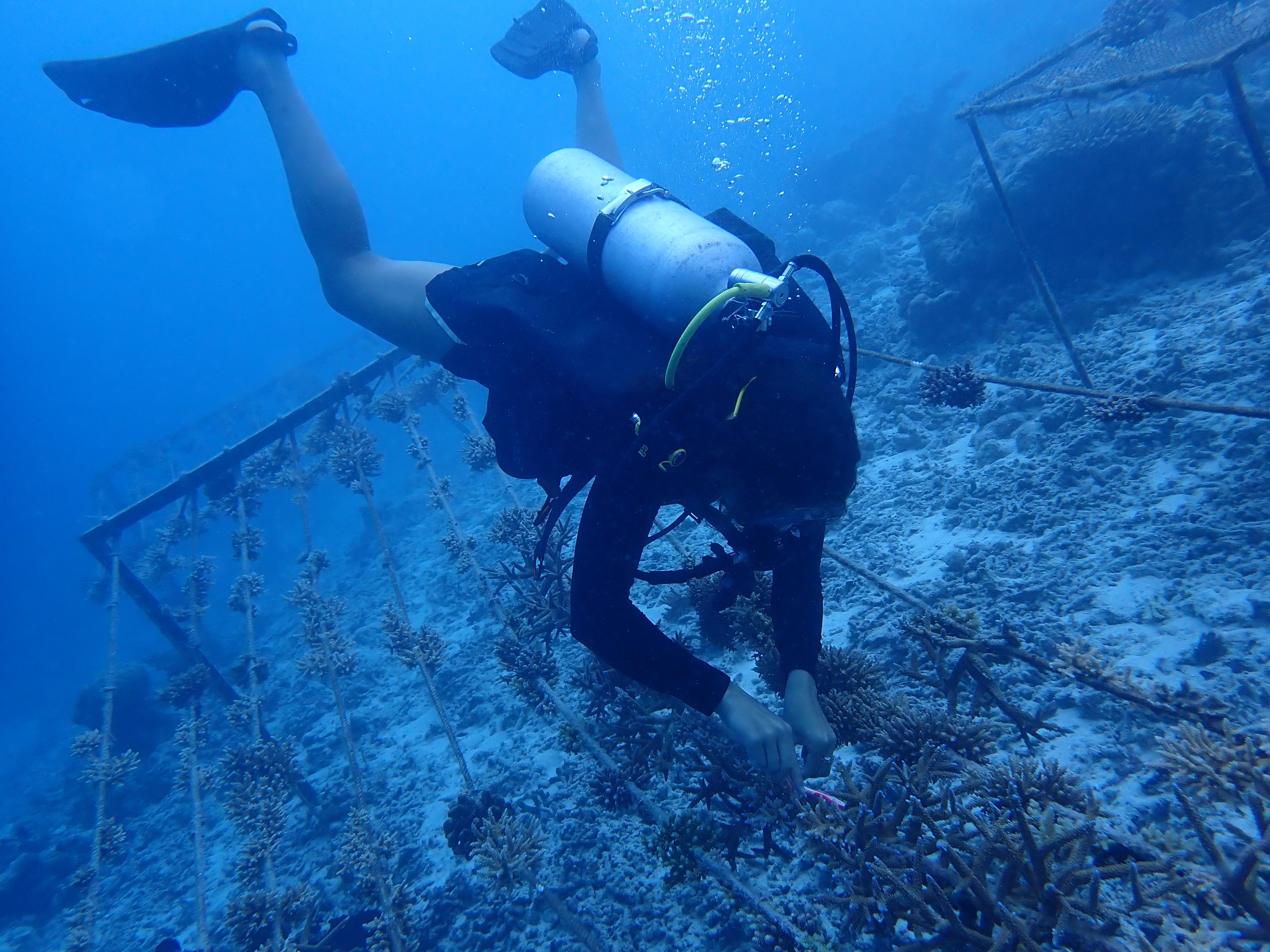 Marine Conservation – Continuing a Pioneering Legacy.JPG