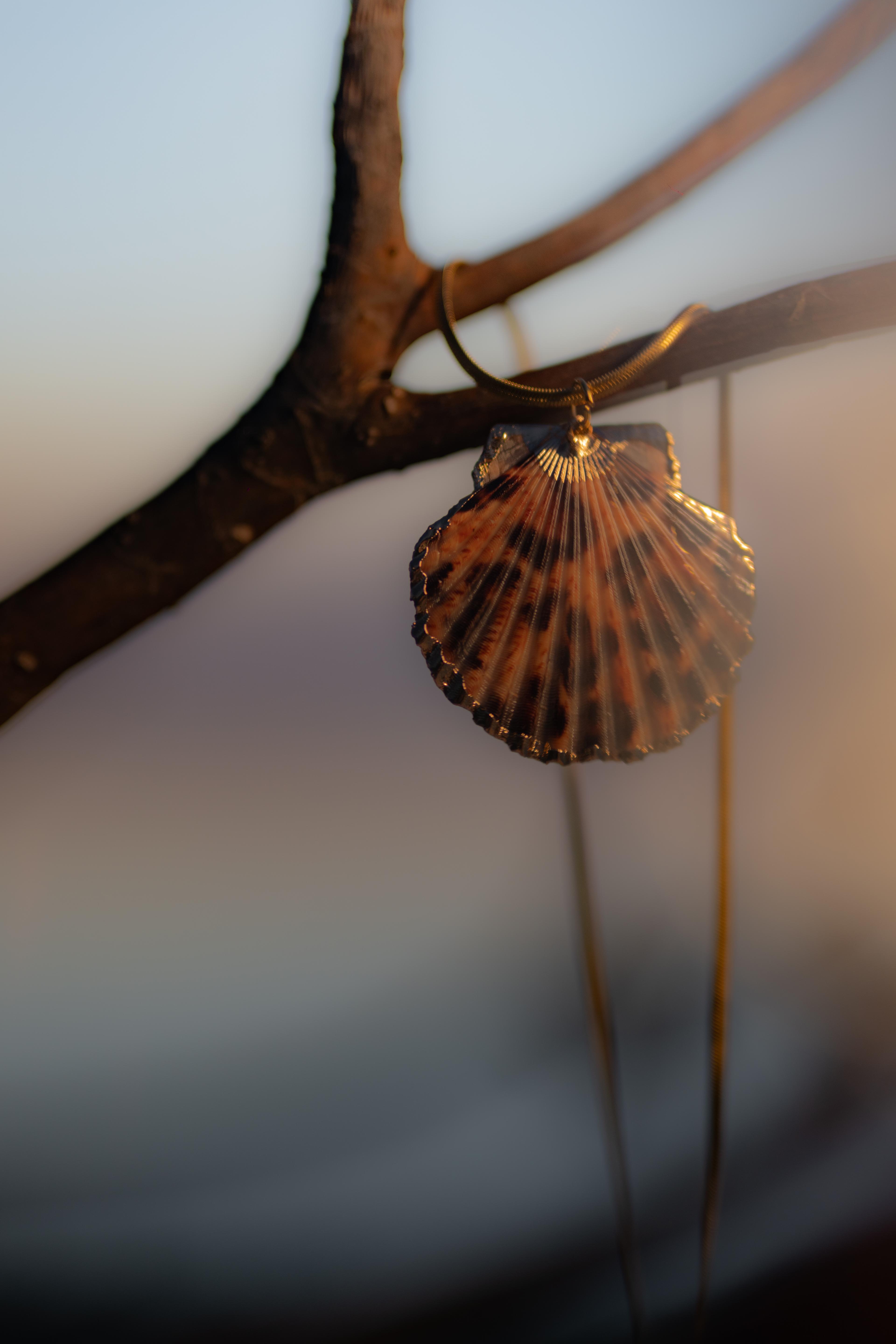 The Leopard Clam.jpg