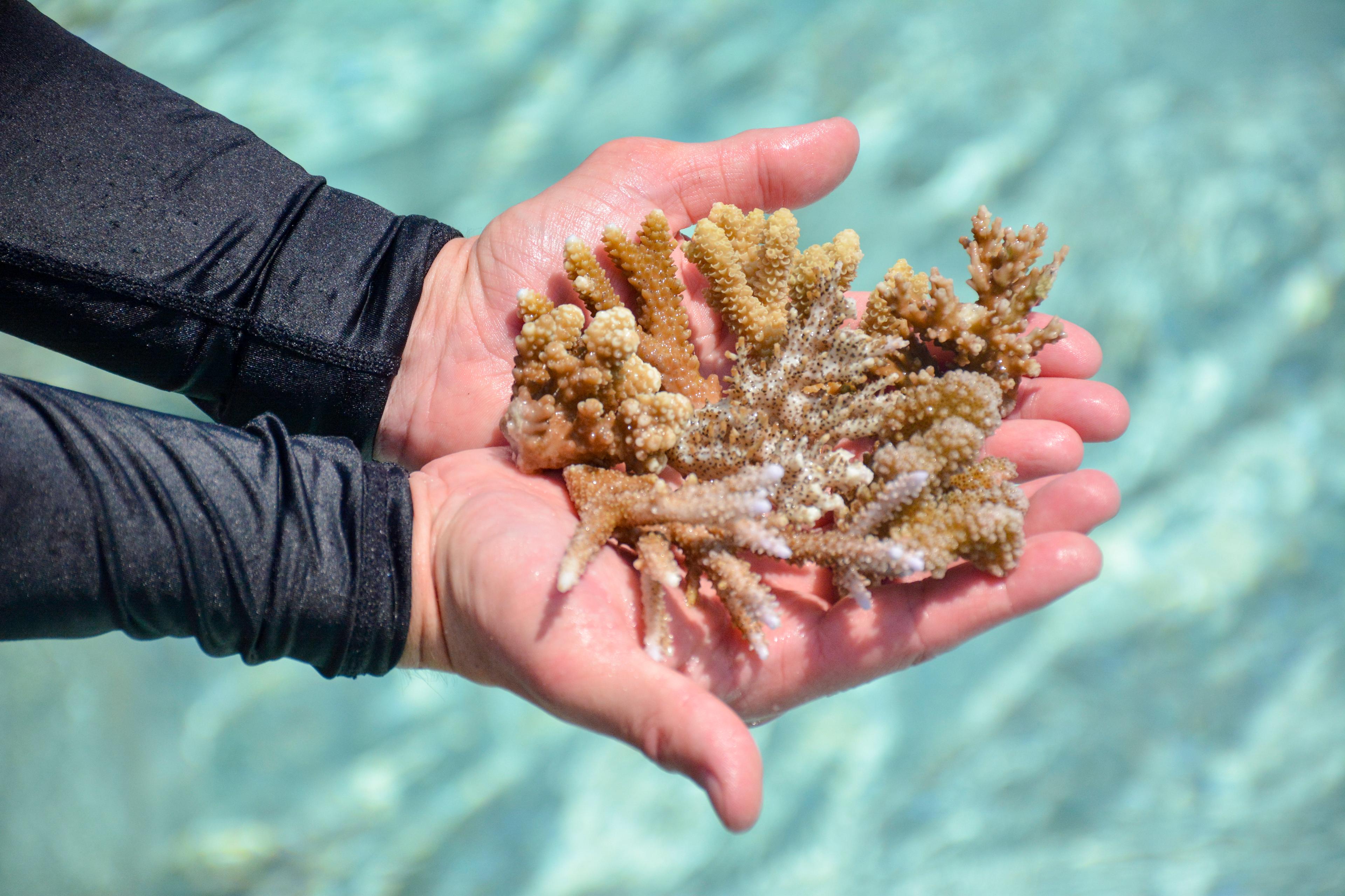 Sheraton Maldives Full Moon Resort & Spa - Corals 01.jpg