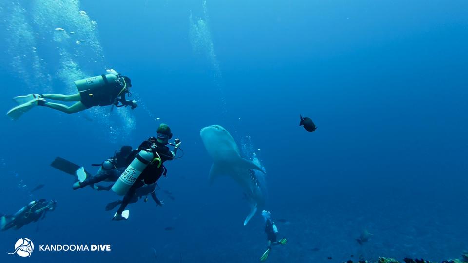 Kandooma Whale Shark 2026 WS1.jpg