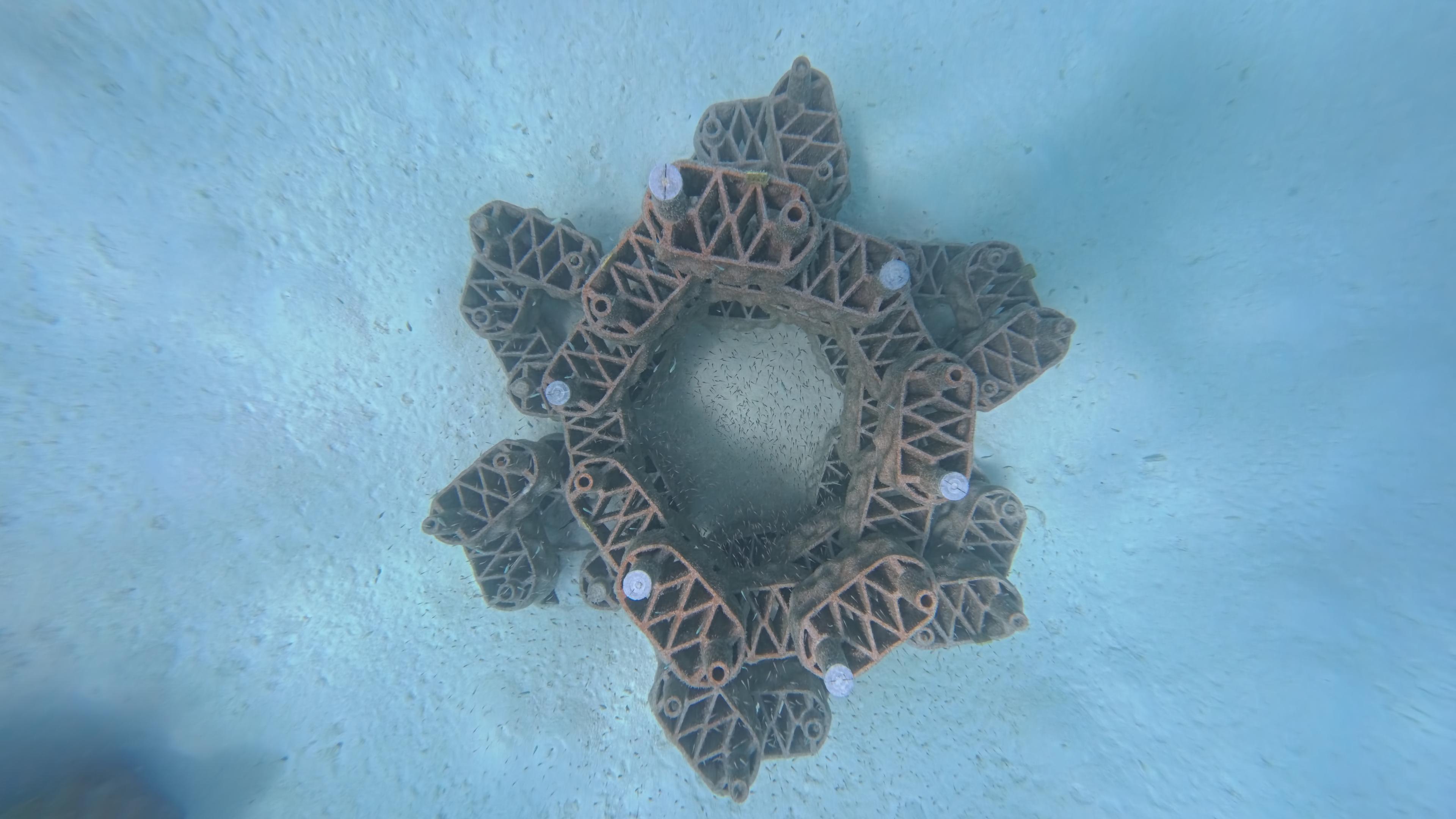 680541-Together, 13 individual flower formations create Theyra Maa, a large-scale underwater installation that aims to provide new habit.jpg