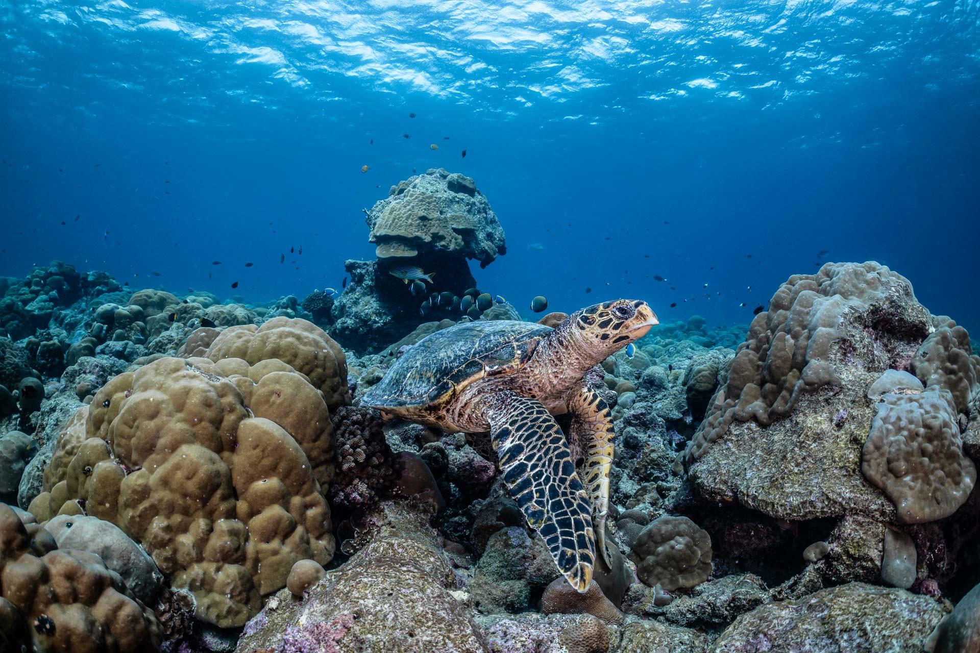 Six Senses Kanuhura_Turtle Festival Sponsor1.jpg