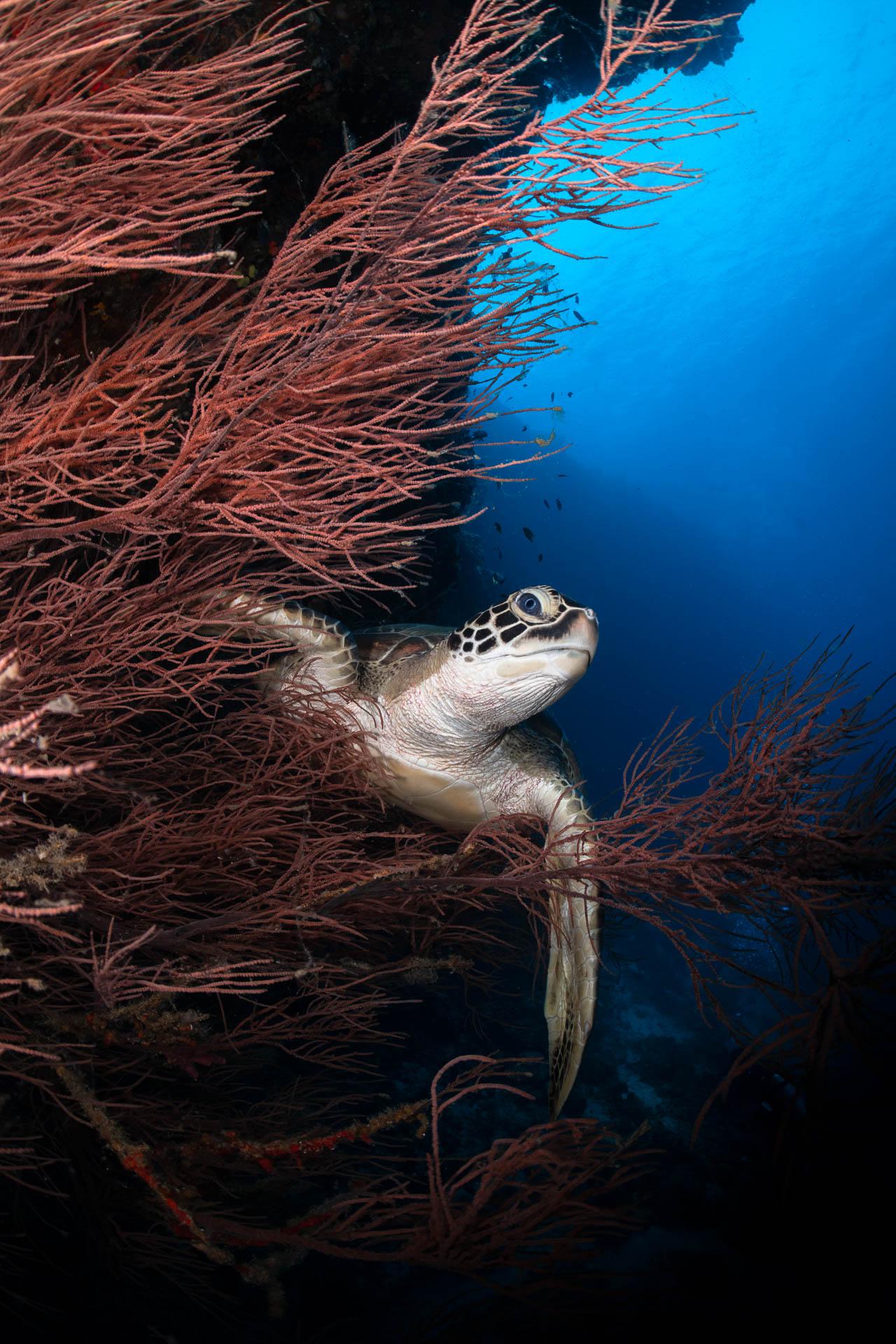 Six Senses Kanuhura_Turtle Festival Sponsor2.jpg
