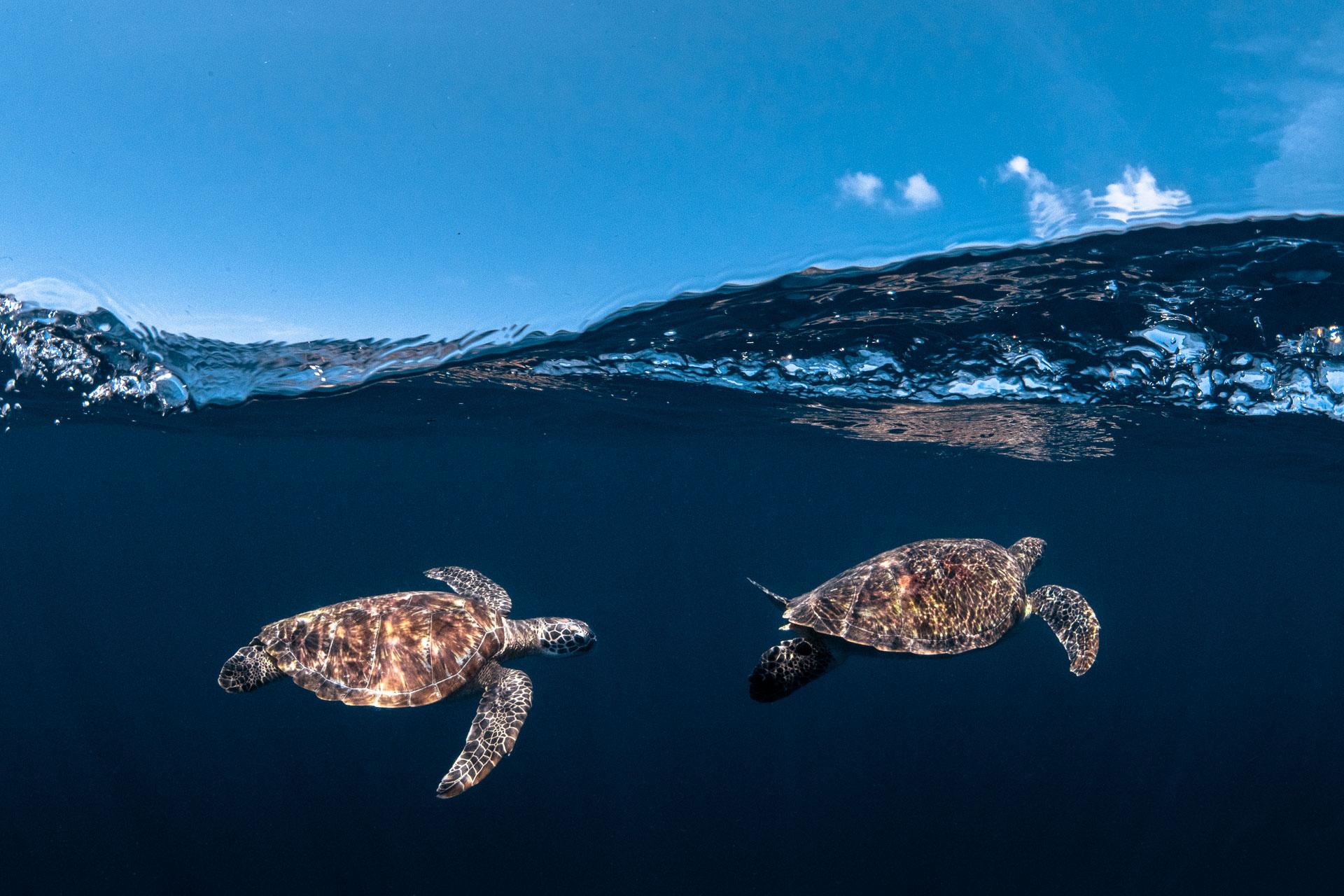 Six Senses Kanuhura_Turtle Festival Sponsor3.jpg