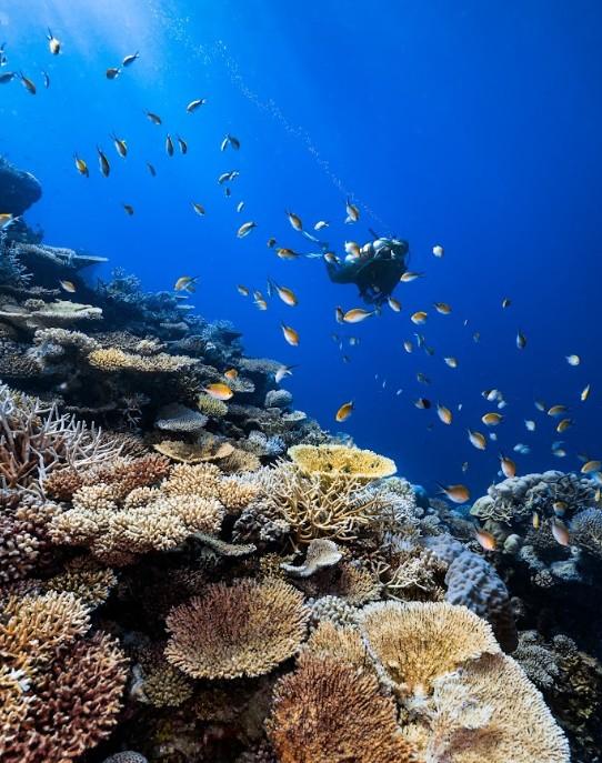 Housereef Hadahaa.jpg