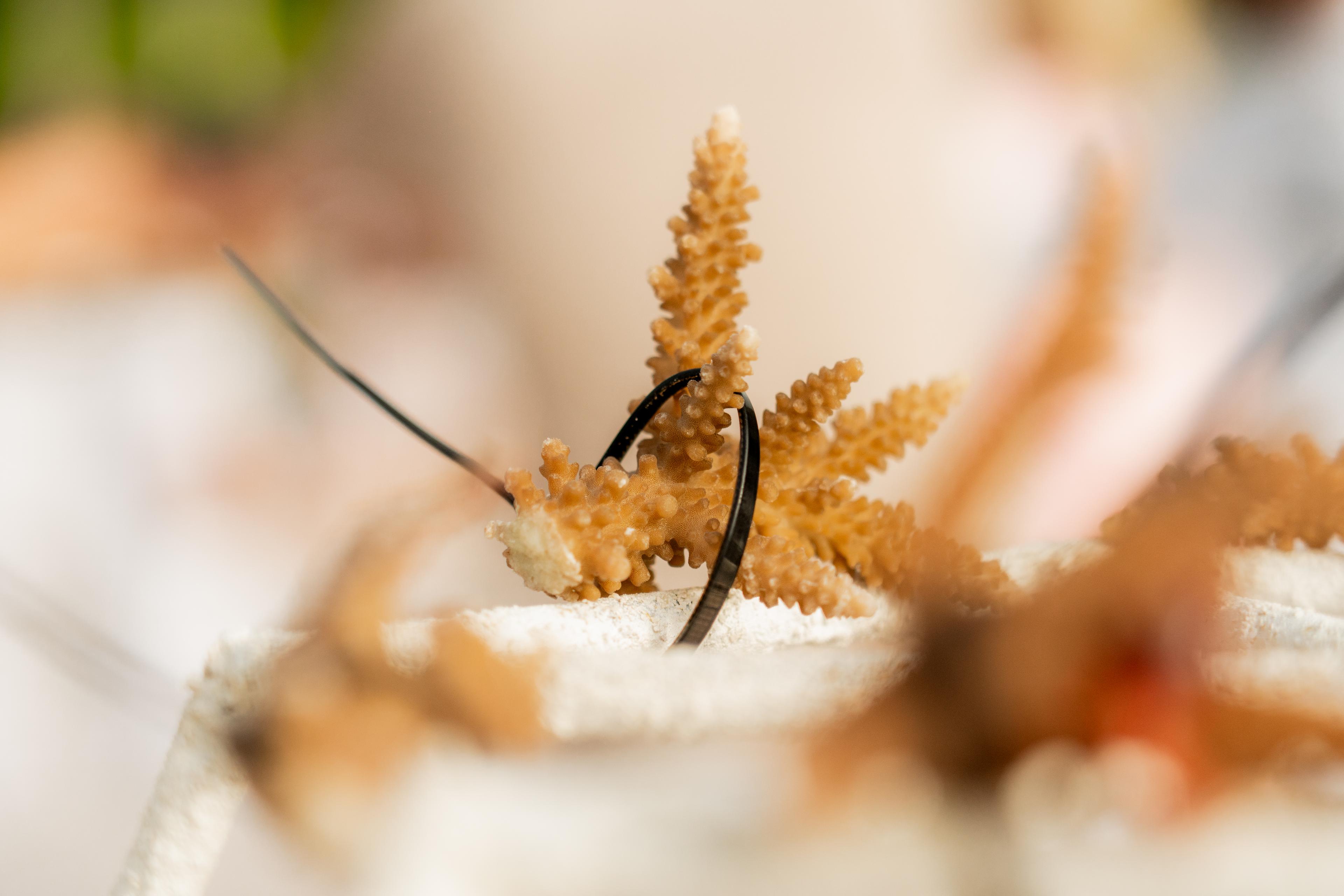 Coral Planting 2026_22.jpg