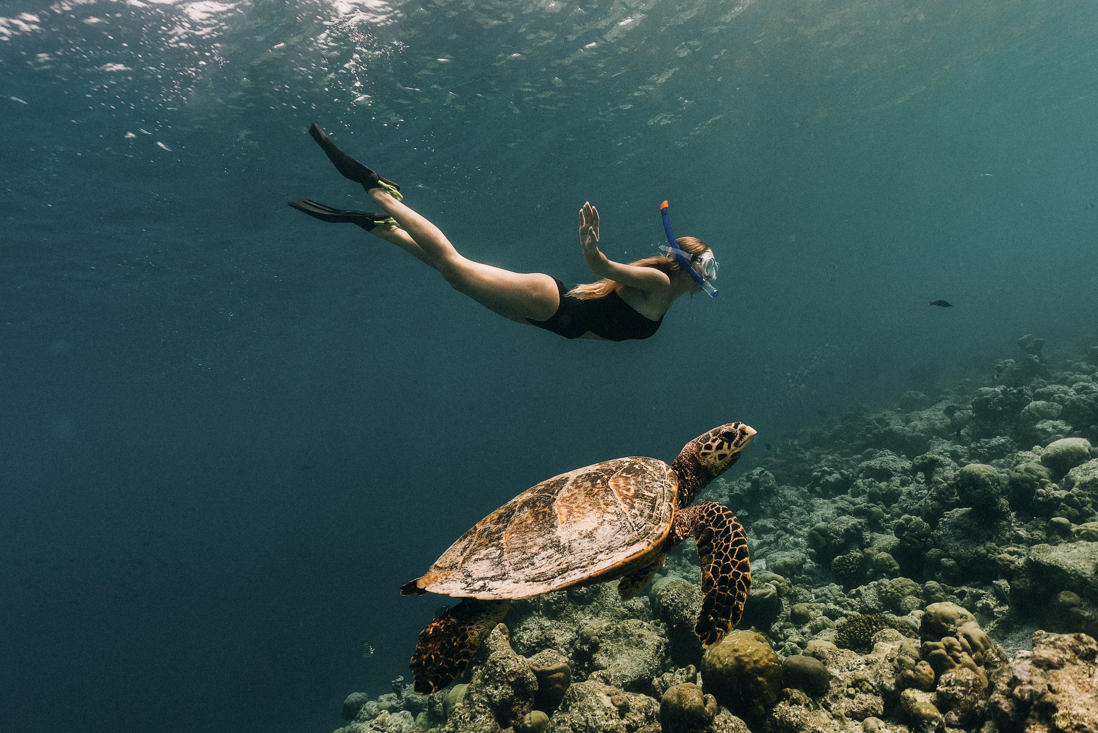 SonevaJani-SwimmingwithTurtle.jpg