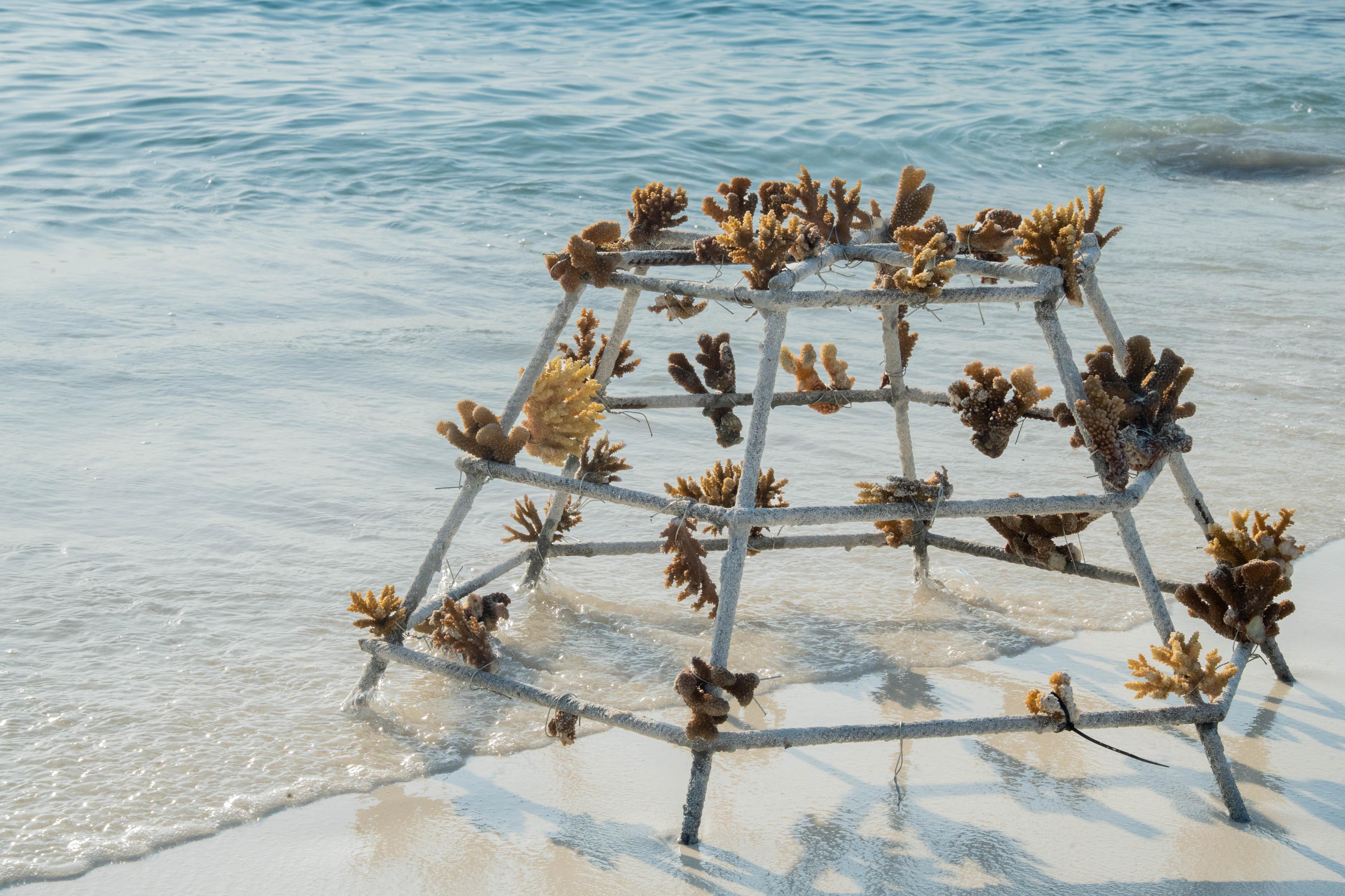 3-KVM-Coral Planting.jpg
