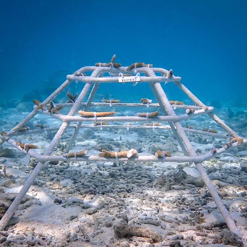 Coral Planting.jpg