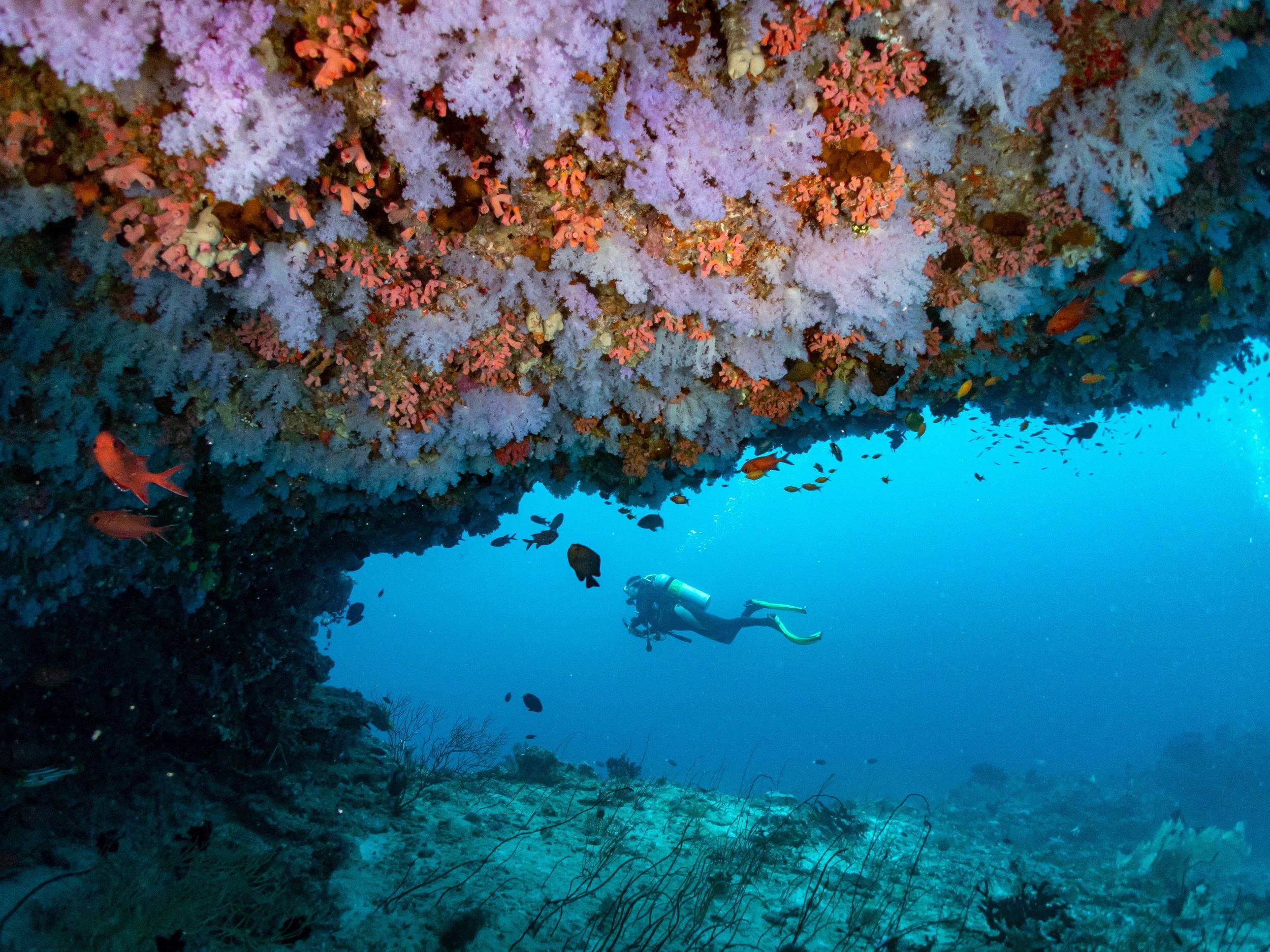 Eri Maldives - Diving - Large.jpg
