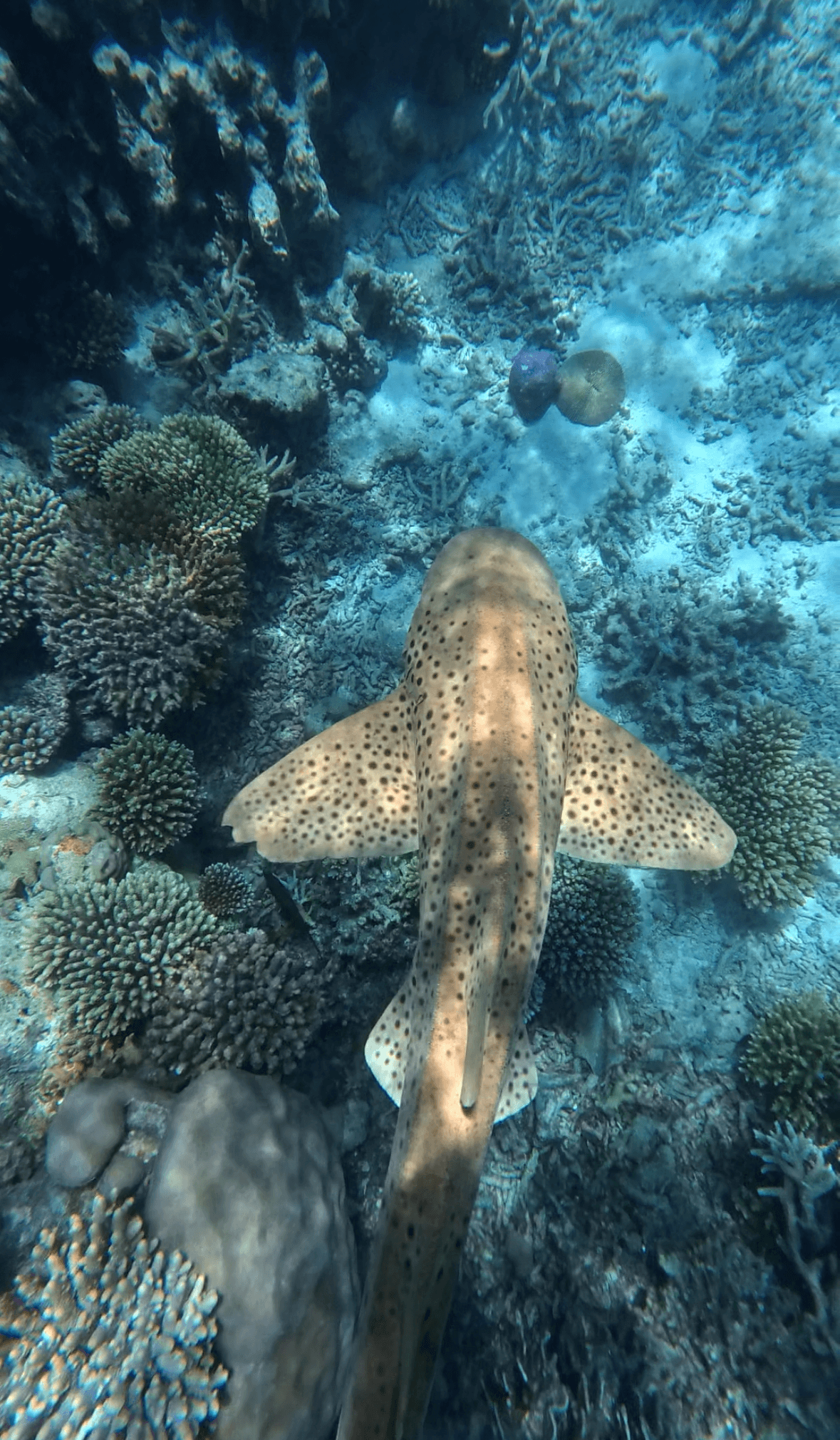 Shark photo 3.png