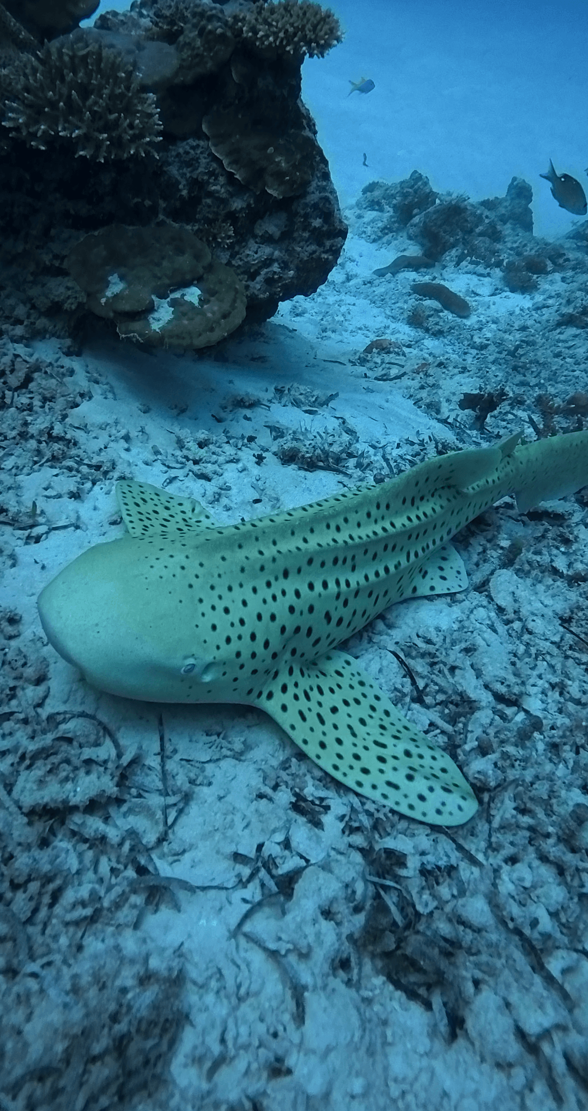 Shark photo 4.png